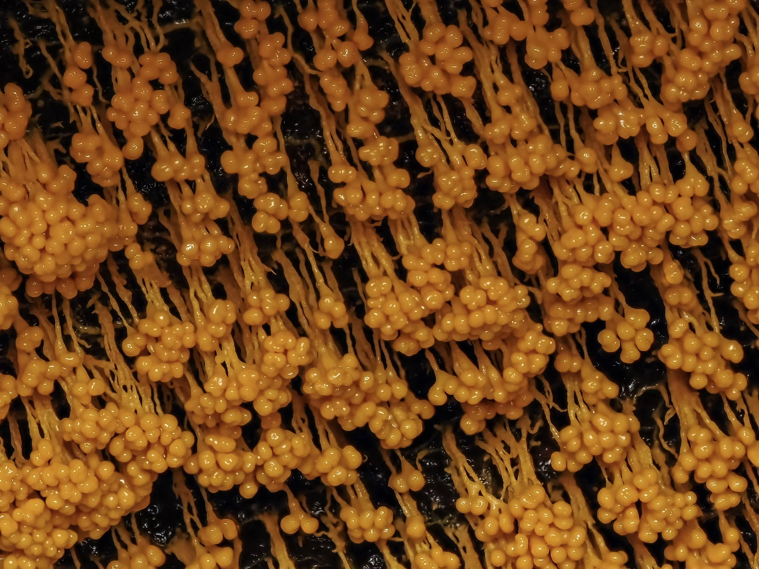 Close-up of orange-colored badhamia utricularis slime mold with small rounded projections and a network of thin, stringy structures.