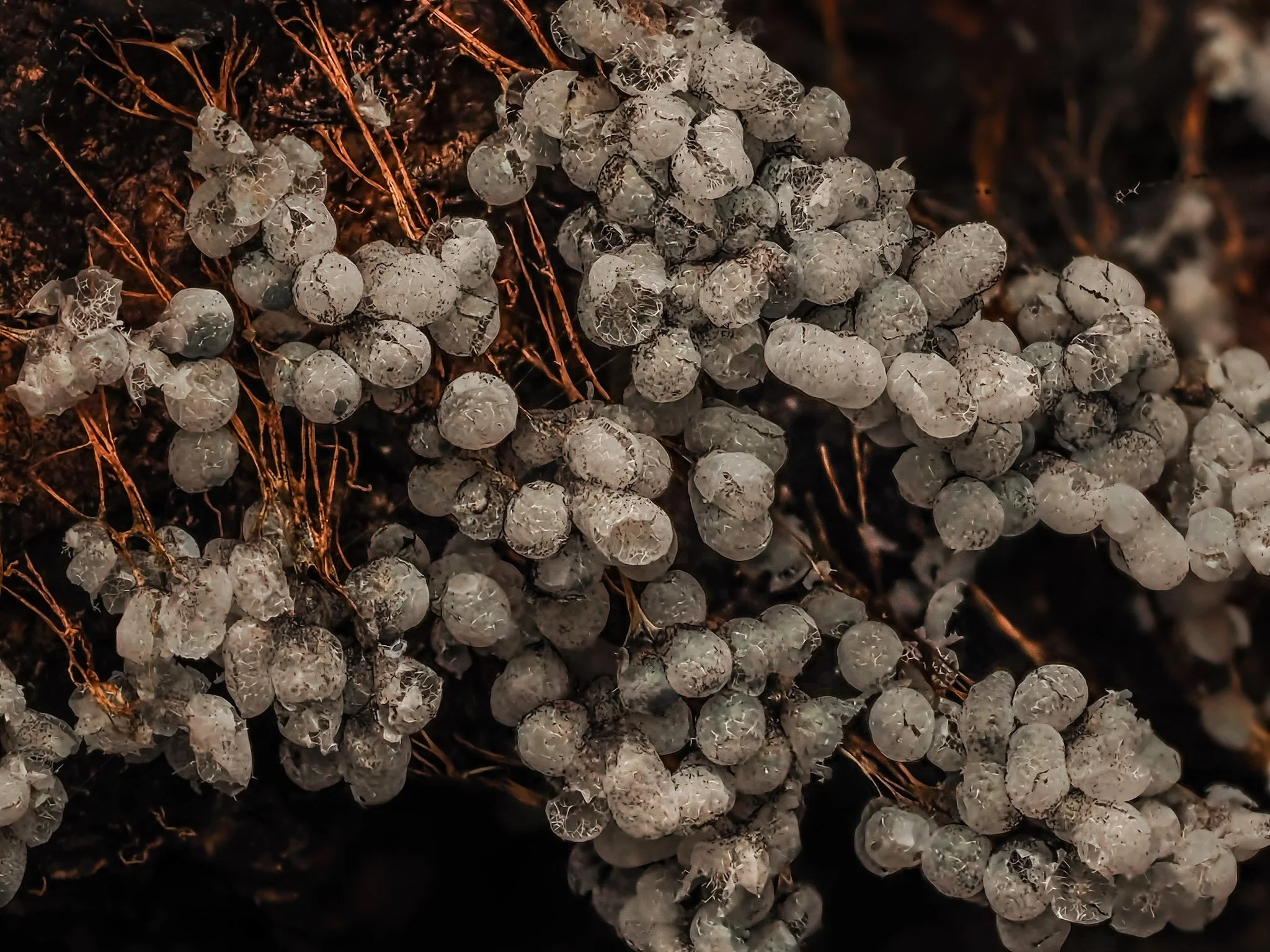 Close-up of the empty remains of badhamia utricularis slime mold with a dark background.