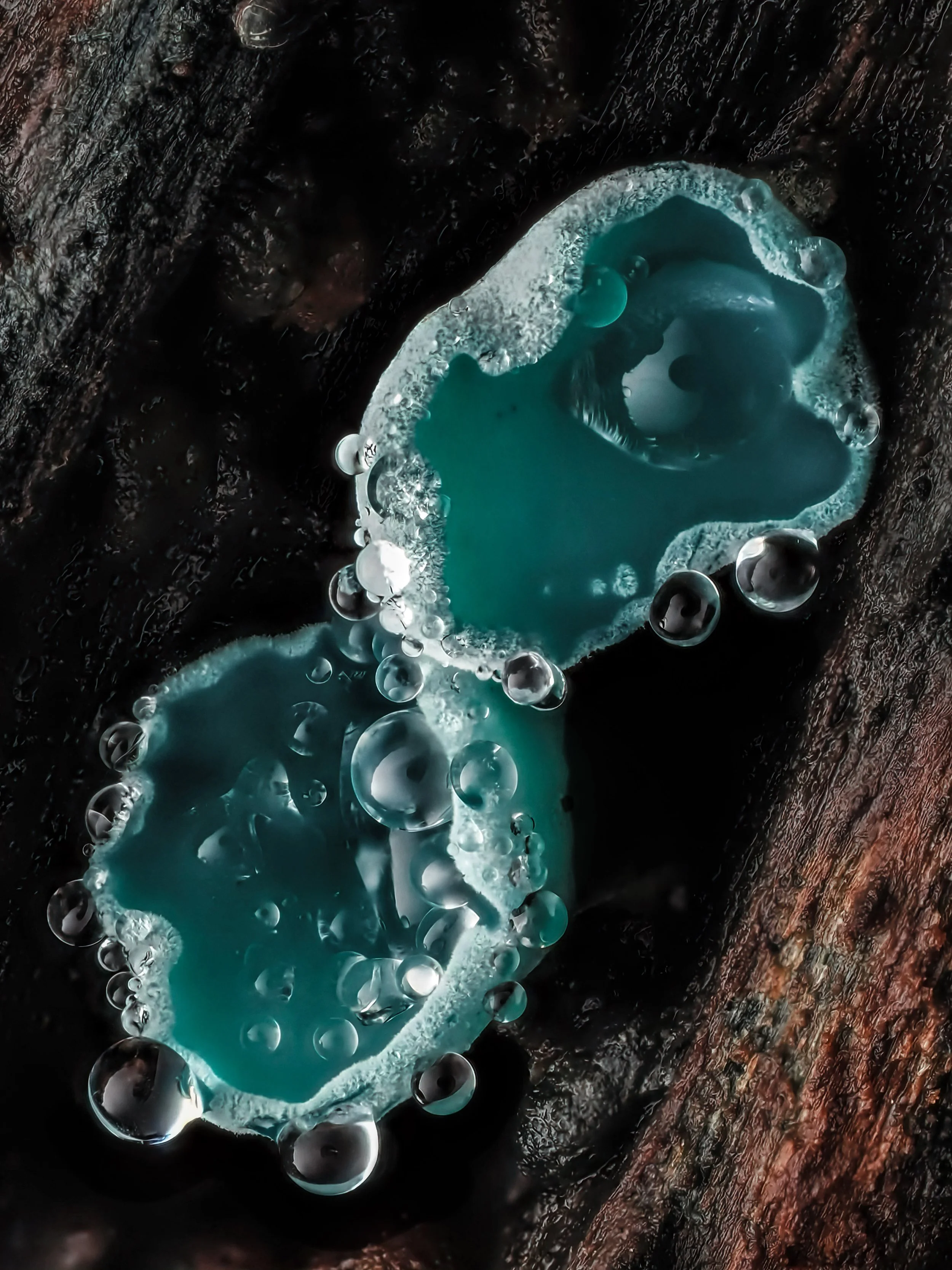 Close-up of green elf cup fungi cups with water droplets, growing from Chlorociboria infected wood.