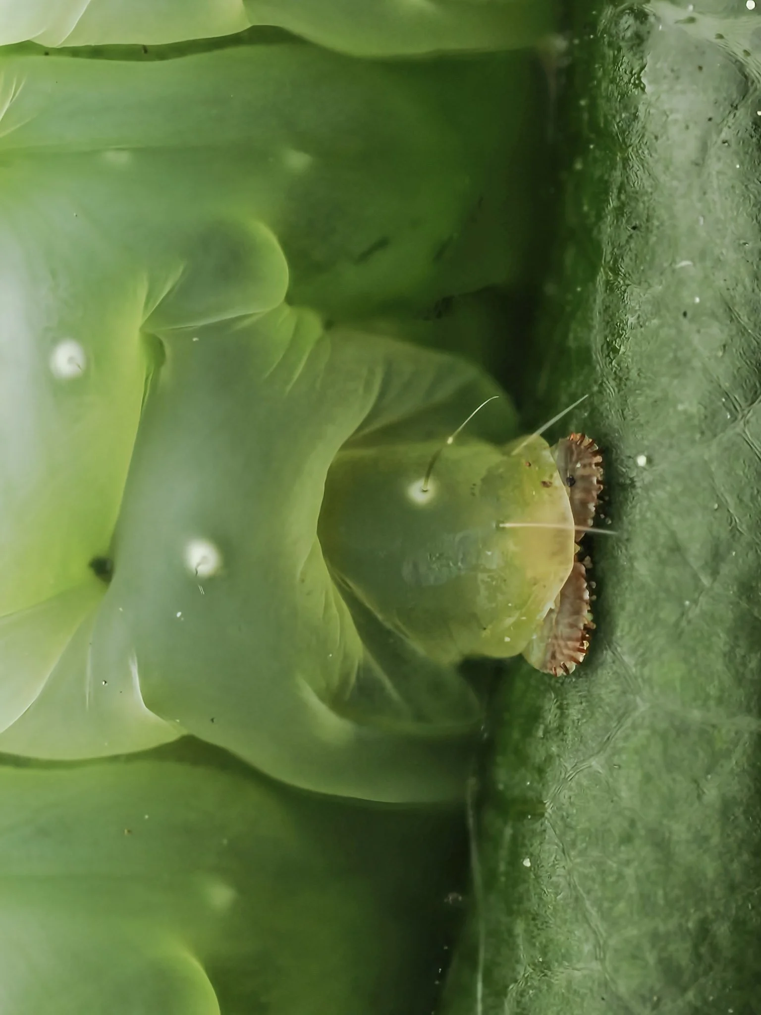 Close-up of a green caterpillar with spines and tiny black spots on a green leaf.