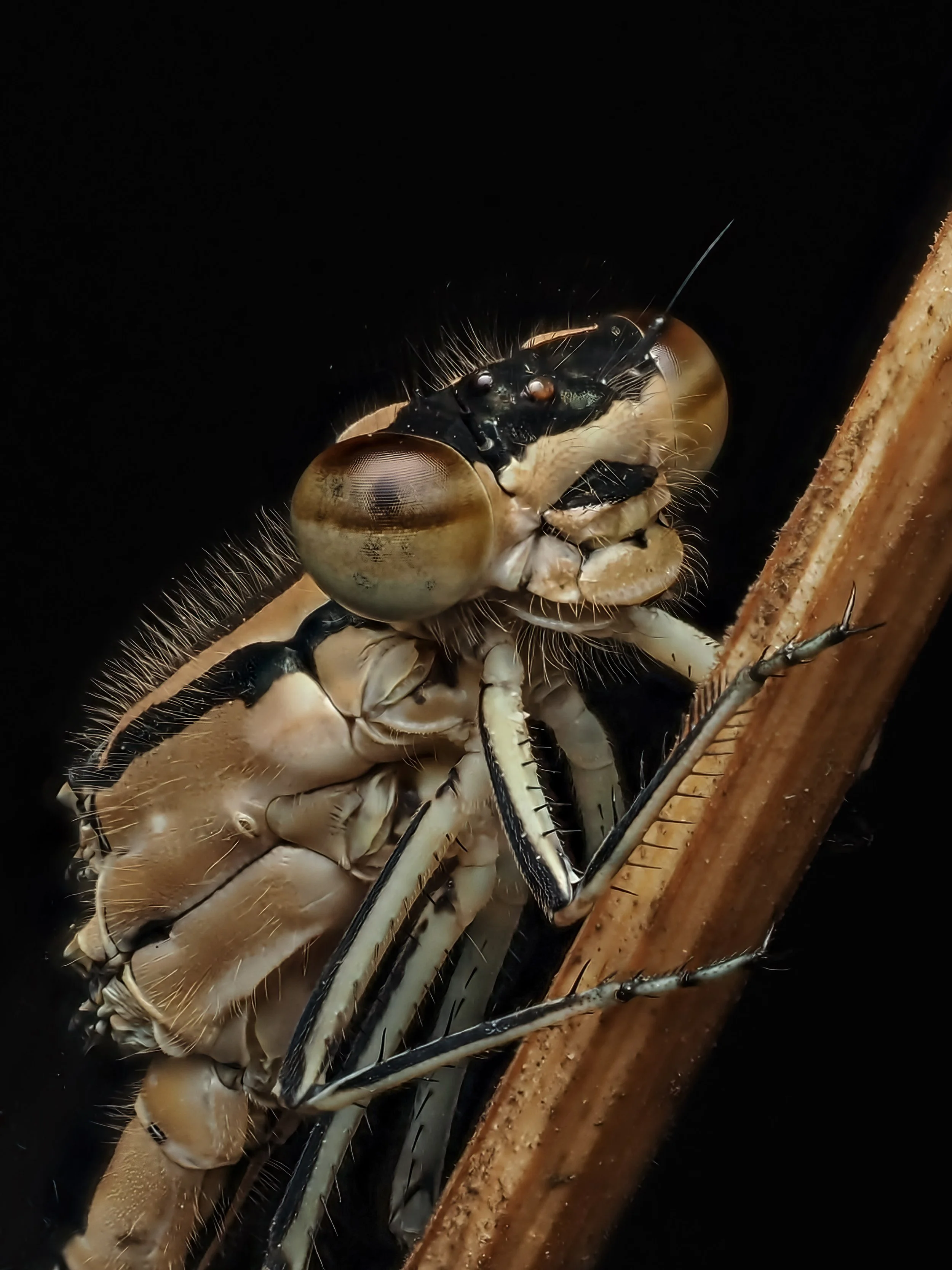 Close-up of a beige and black striped damselfly perched on a twig against a black background.