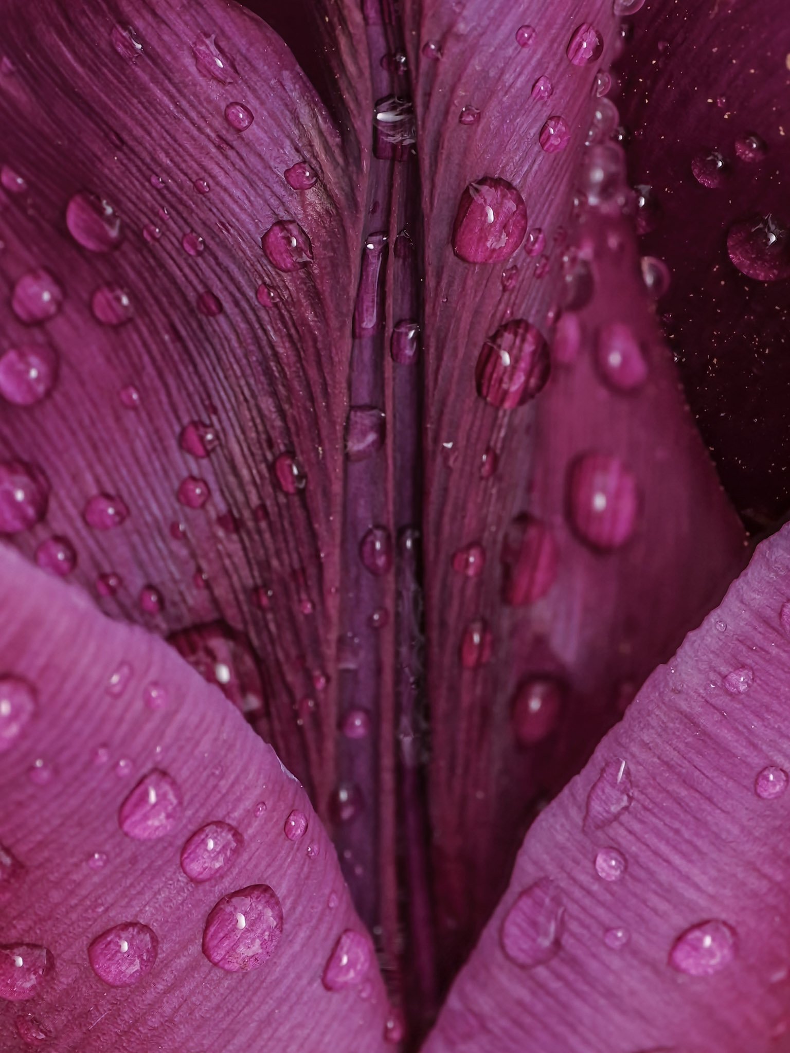 Close-up of a pink flower petal with water droplets.