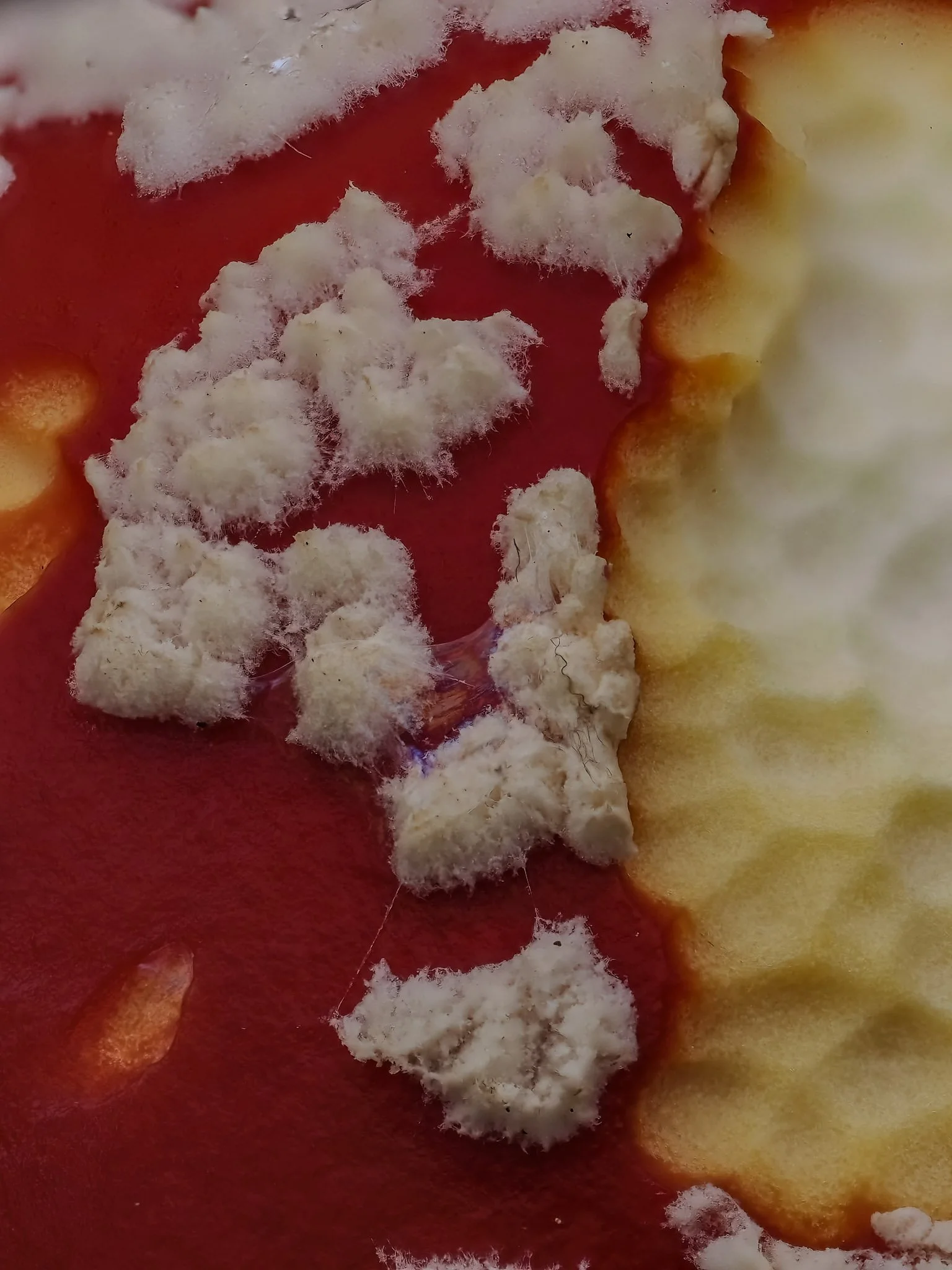 Close-up of an amanita muscaria musrooms, with nibbles taken out by mollusks. 