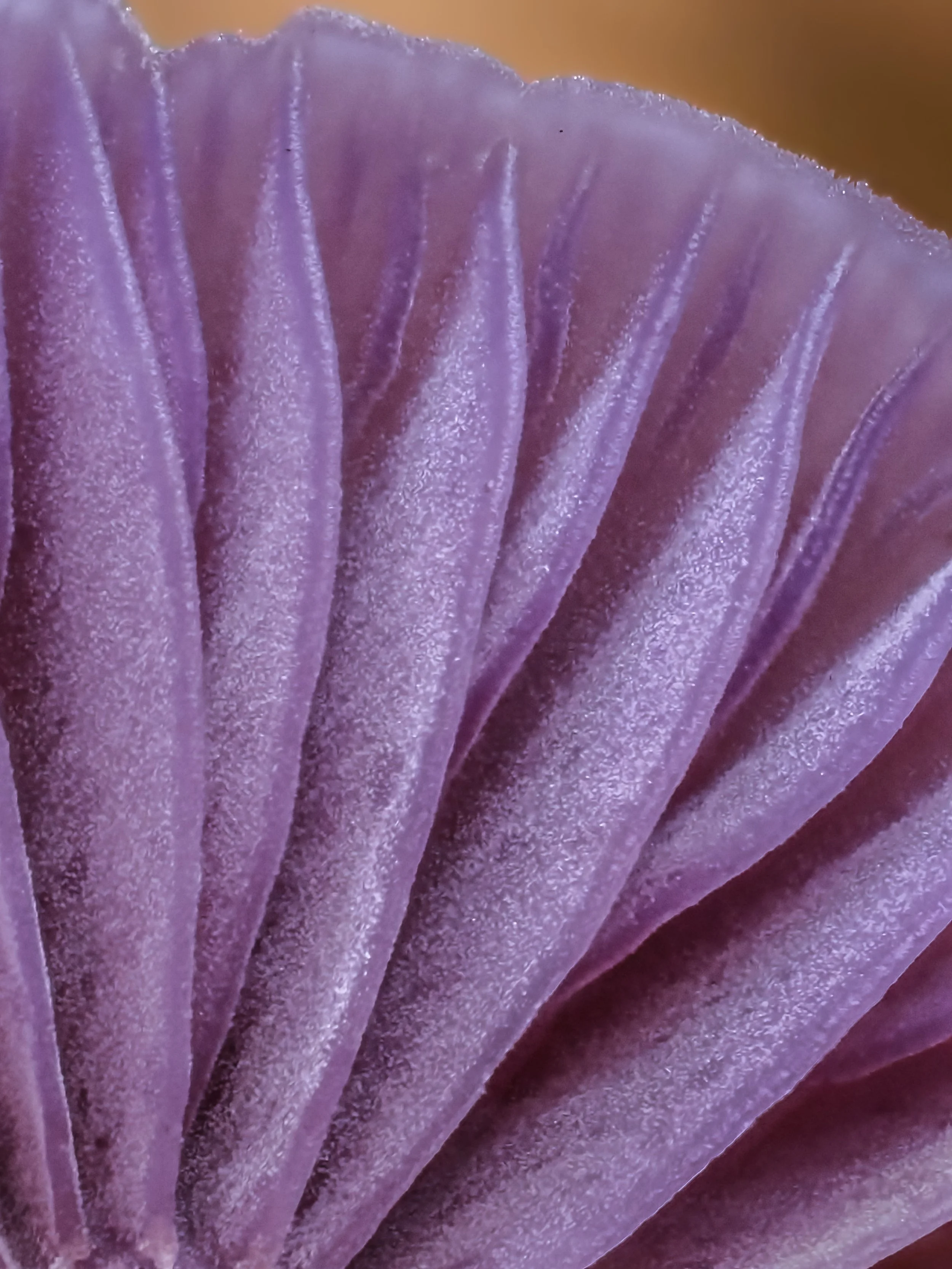 Close-up of purple mushroom gills with detailed texture and veining.