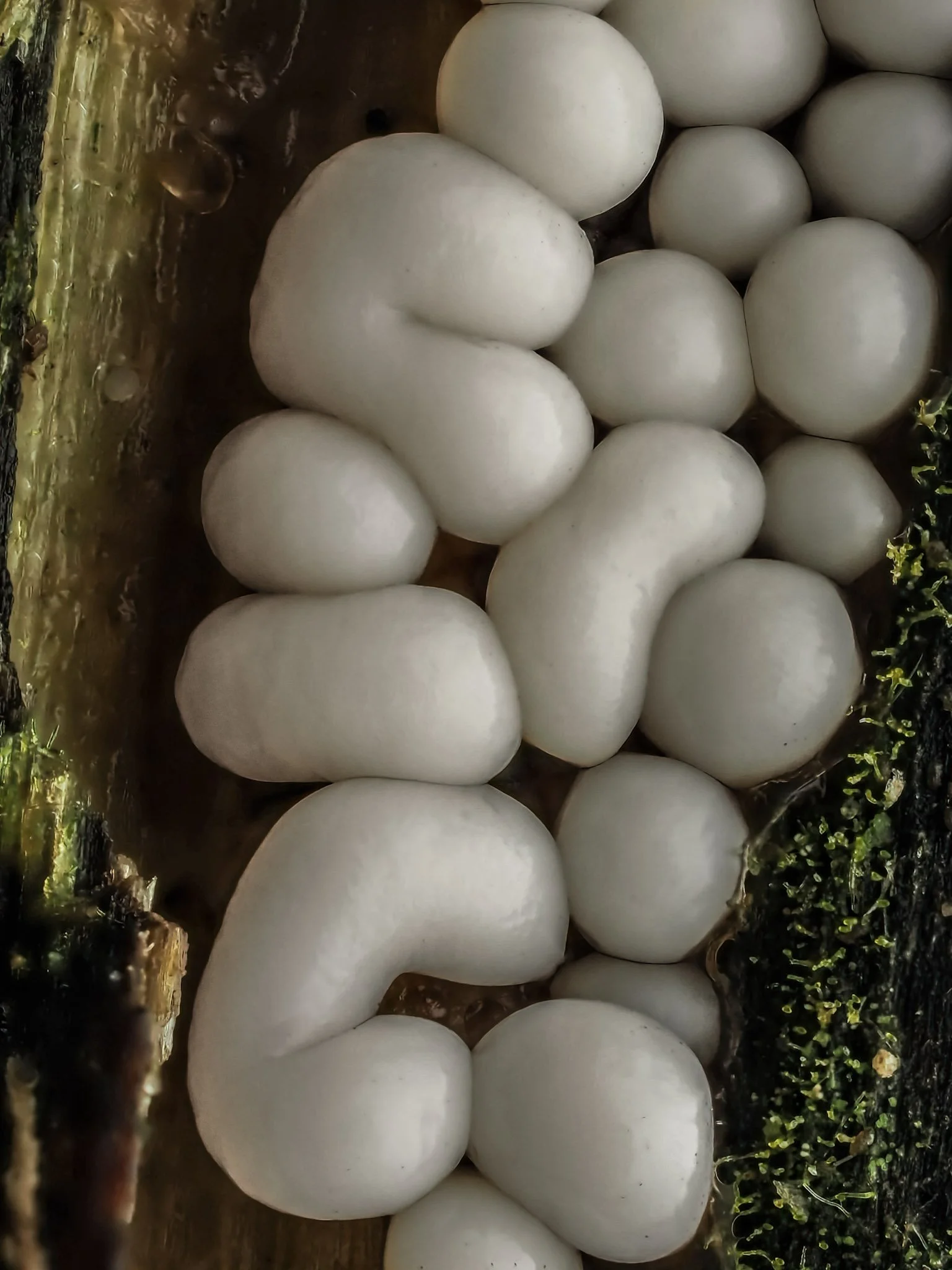 Close-up of cluster of metatrichia varia white slime mold growing on decaying wood outdoors.