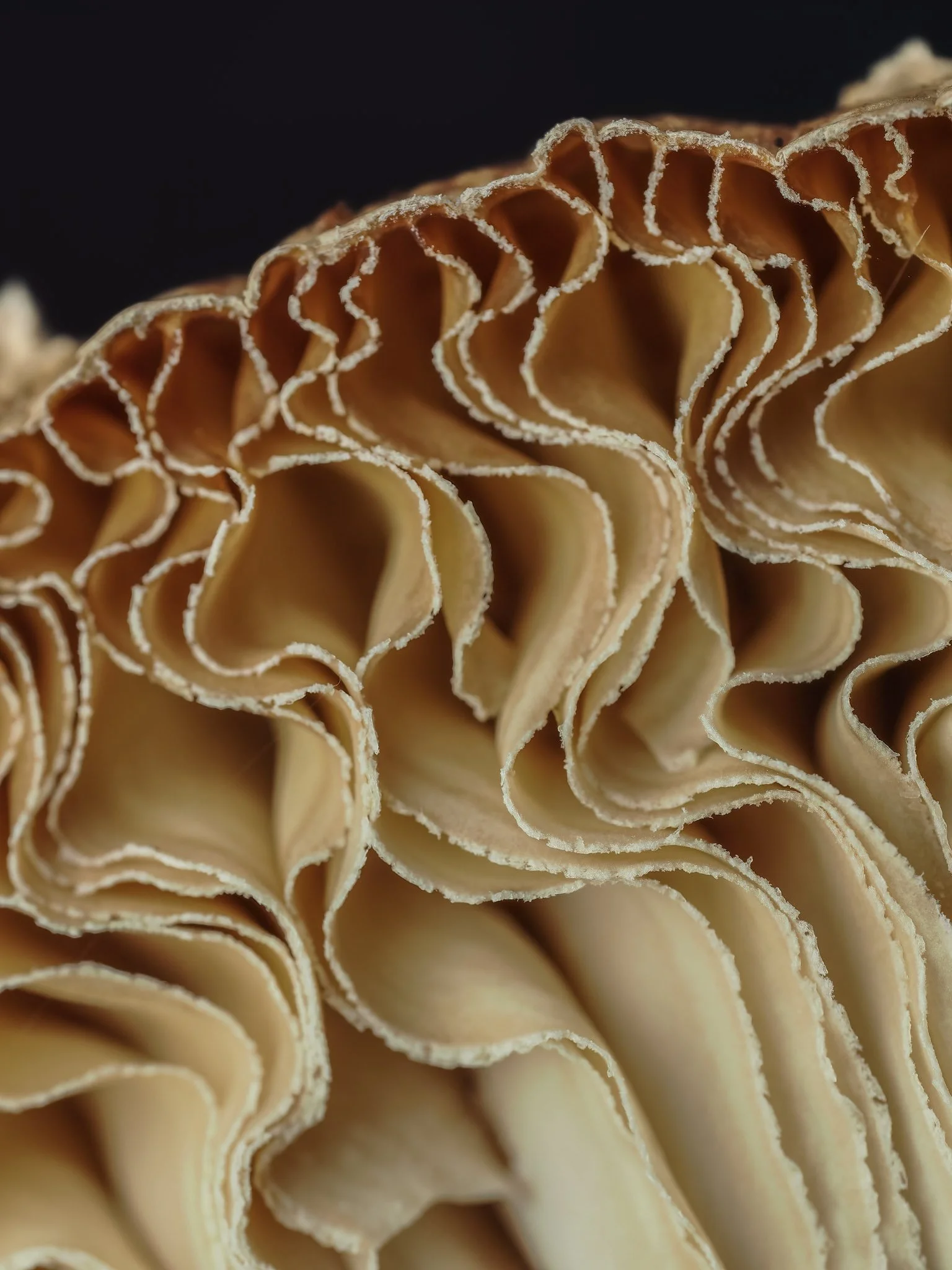 Close-up of a dried, ruffled fan-shaped gills of the amanita mushroom with a dark background.