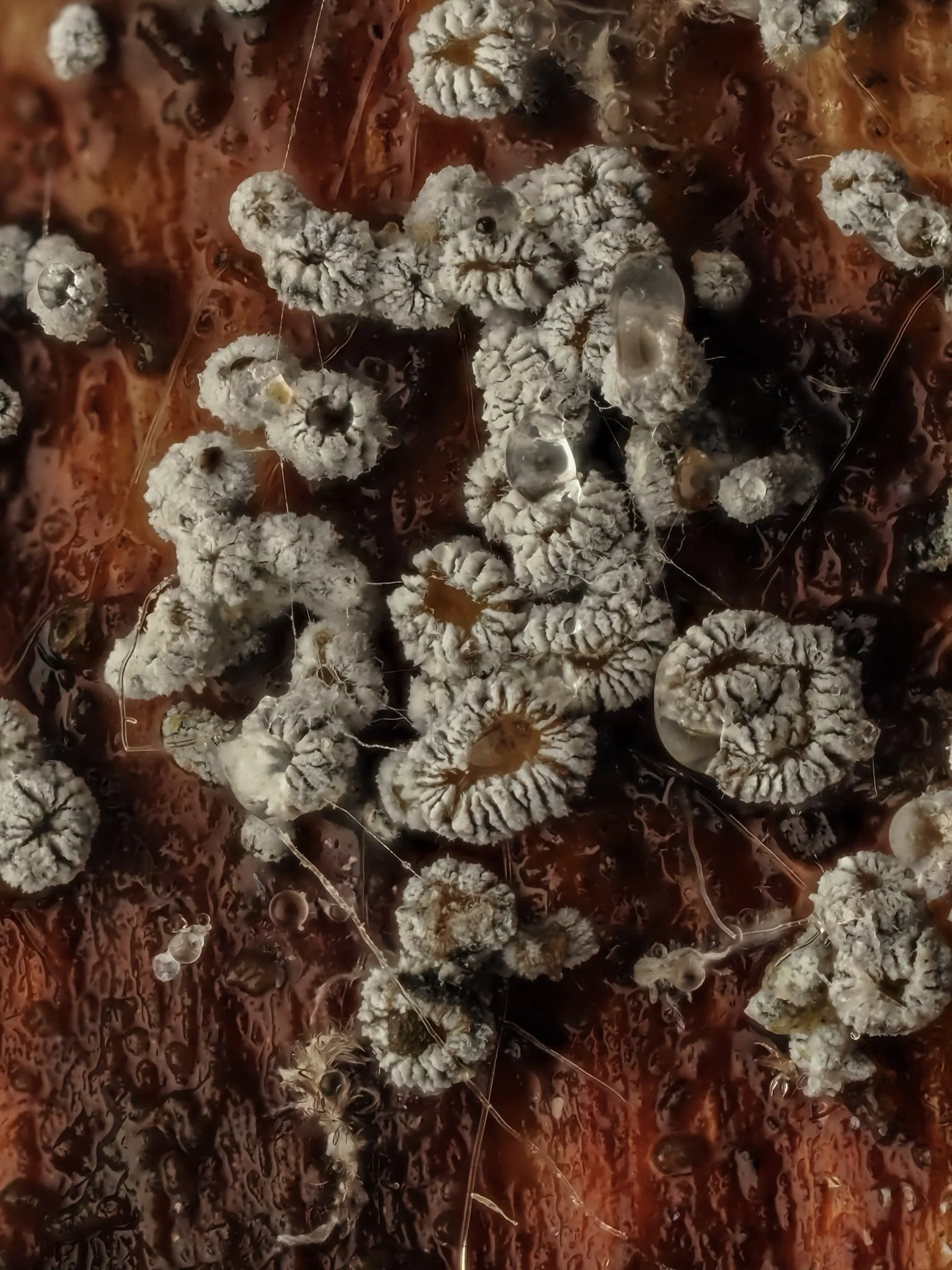 Close-up of white, textured fungi cups growth on a dark brown surface.
