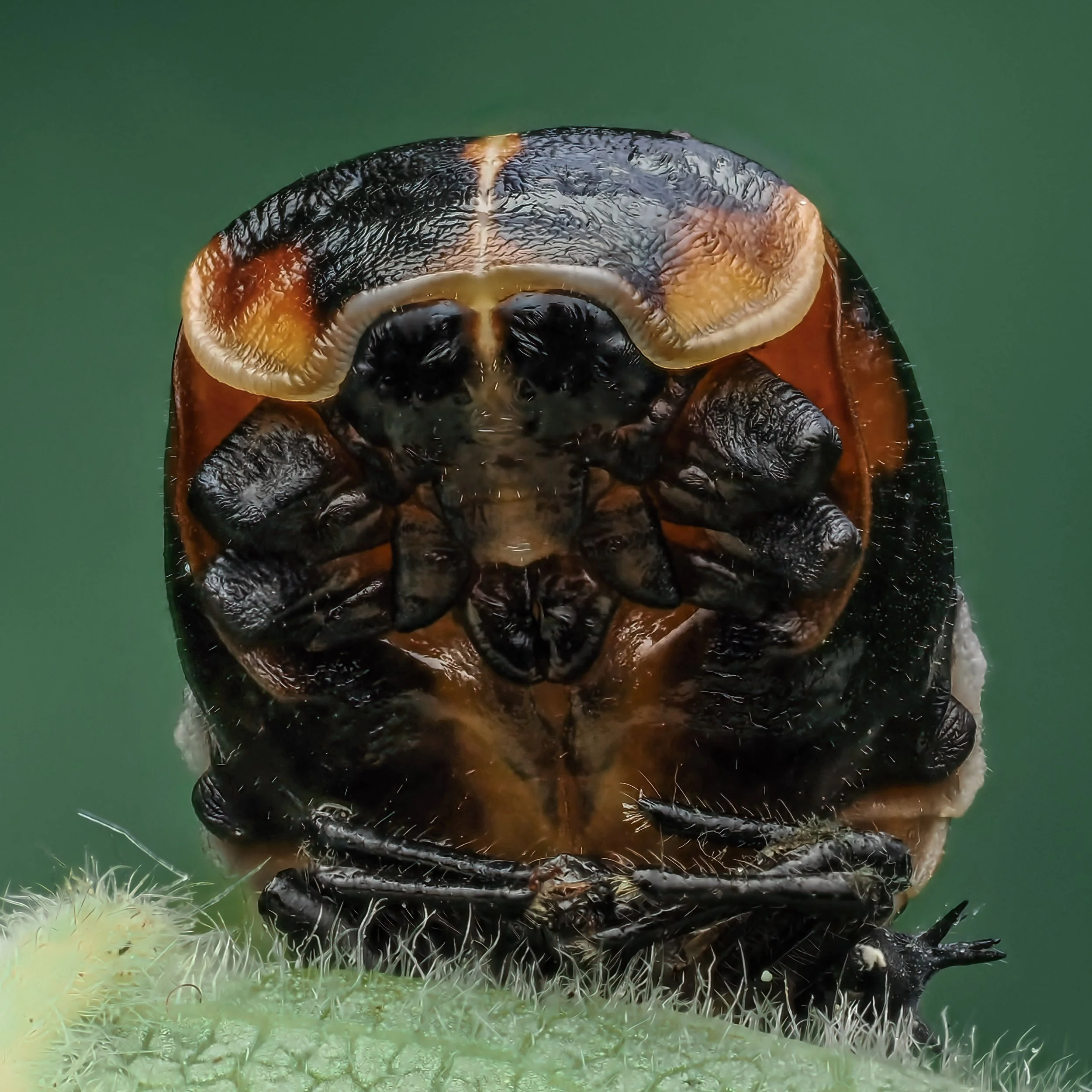 Close-up of a tiny ladybug developing larvae.