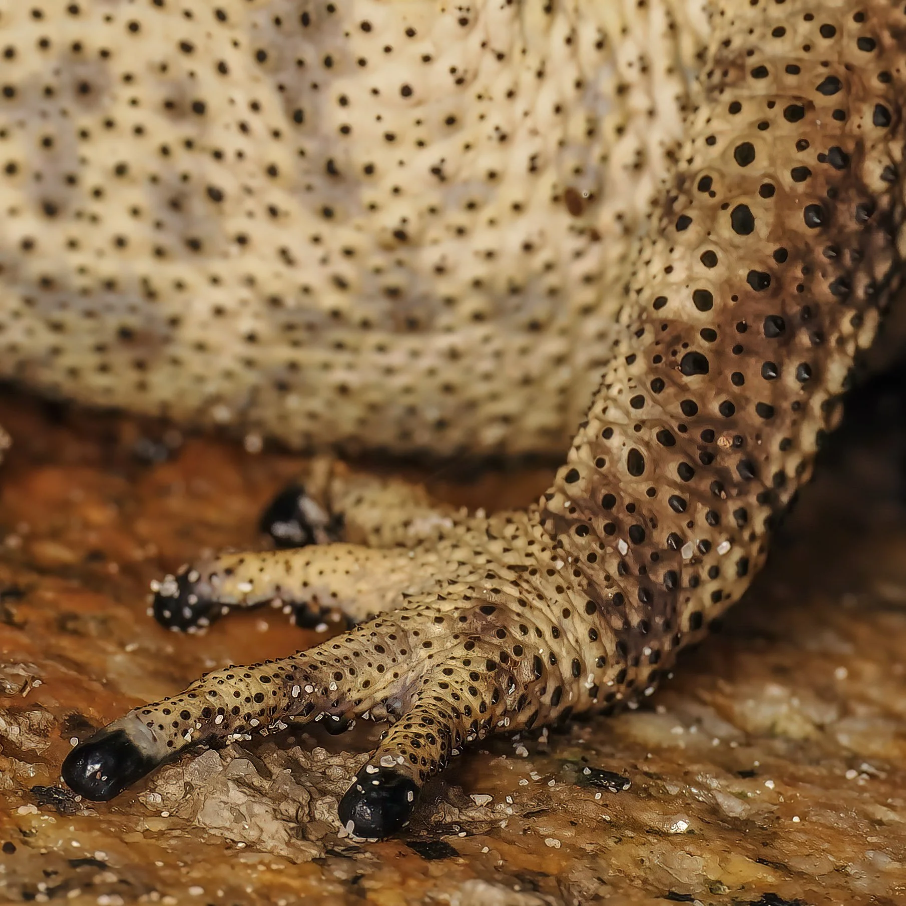 Close-up of a toad's foot on a textured surface.