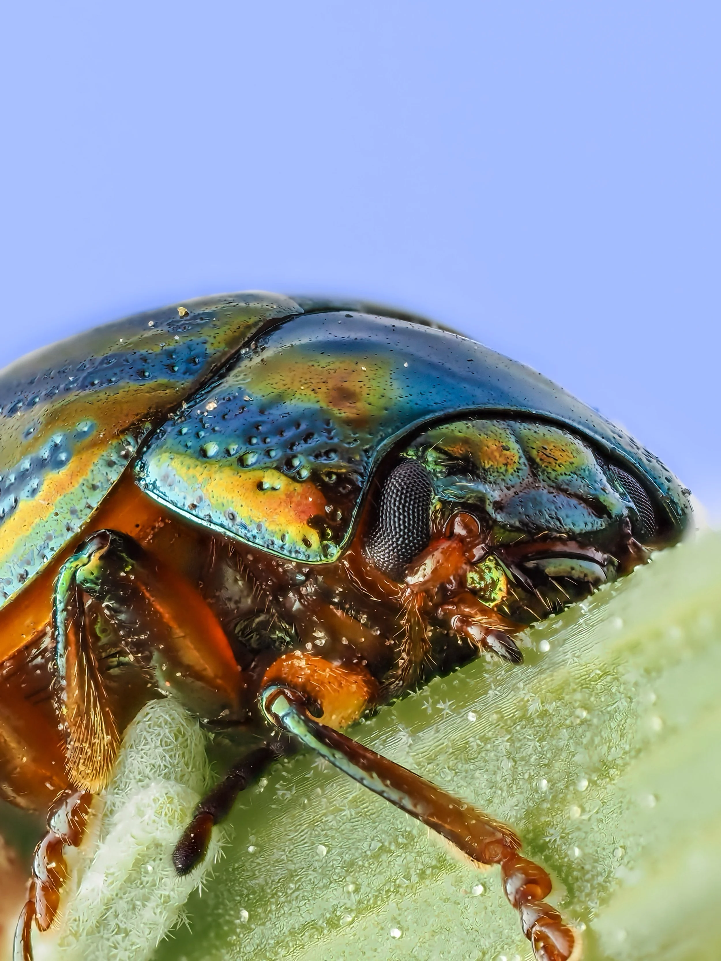 Close-up of a colorful metallic rosemary beetle on a green leaf, showing detailed textures and iridescent colors on its body and head.