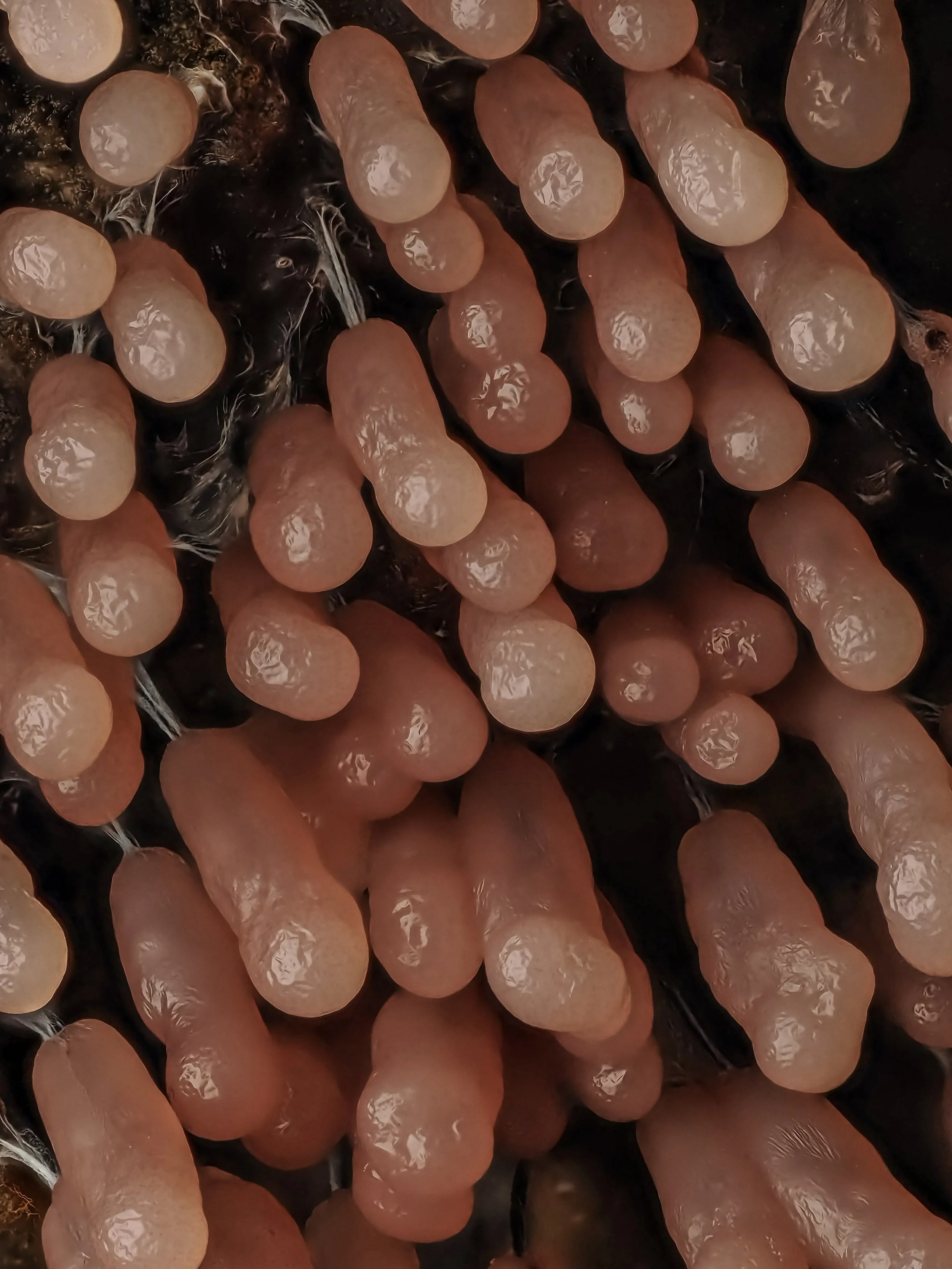 Close-up of pink slime mold on a dark surface, showing their oval shape and smooth texture.