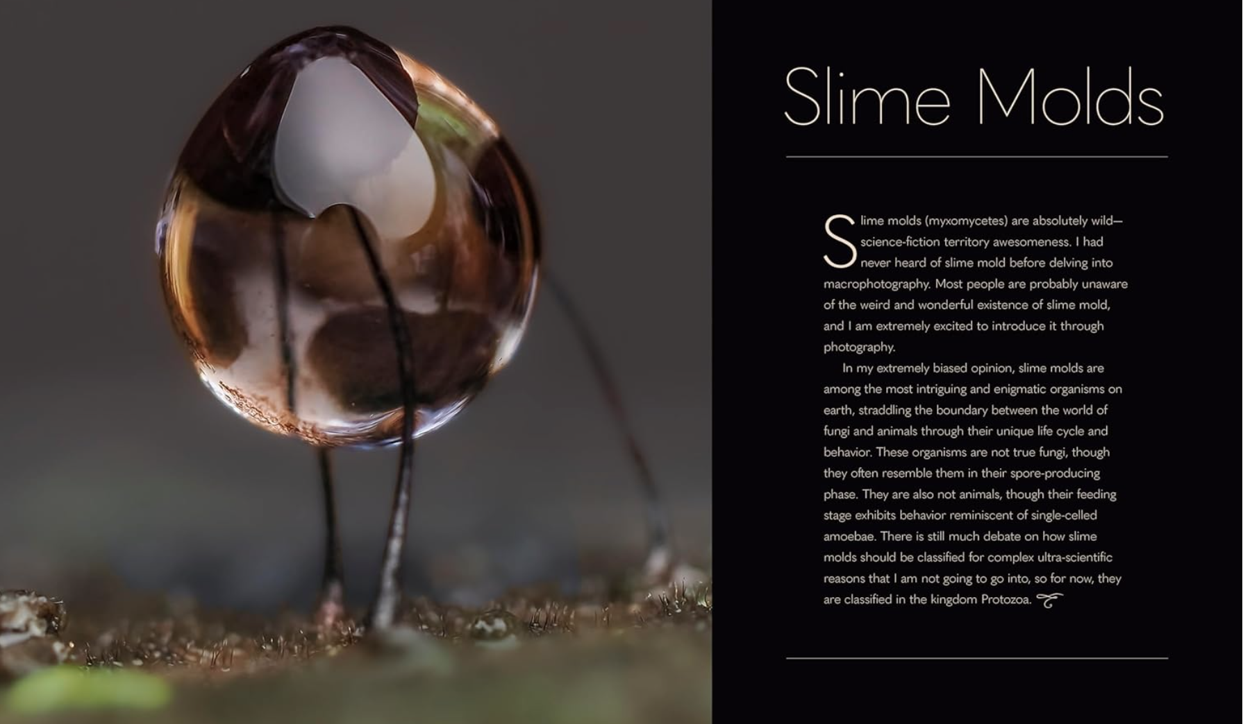 Close-up photograph of a slime mold with translucent, bulbous, and slimy appearance, on a dark background. Text panel on the right titled 'Slime Molds' with an informational description about slime molds.