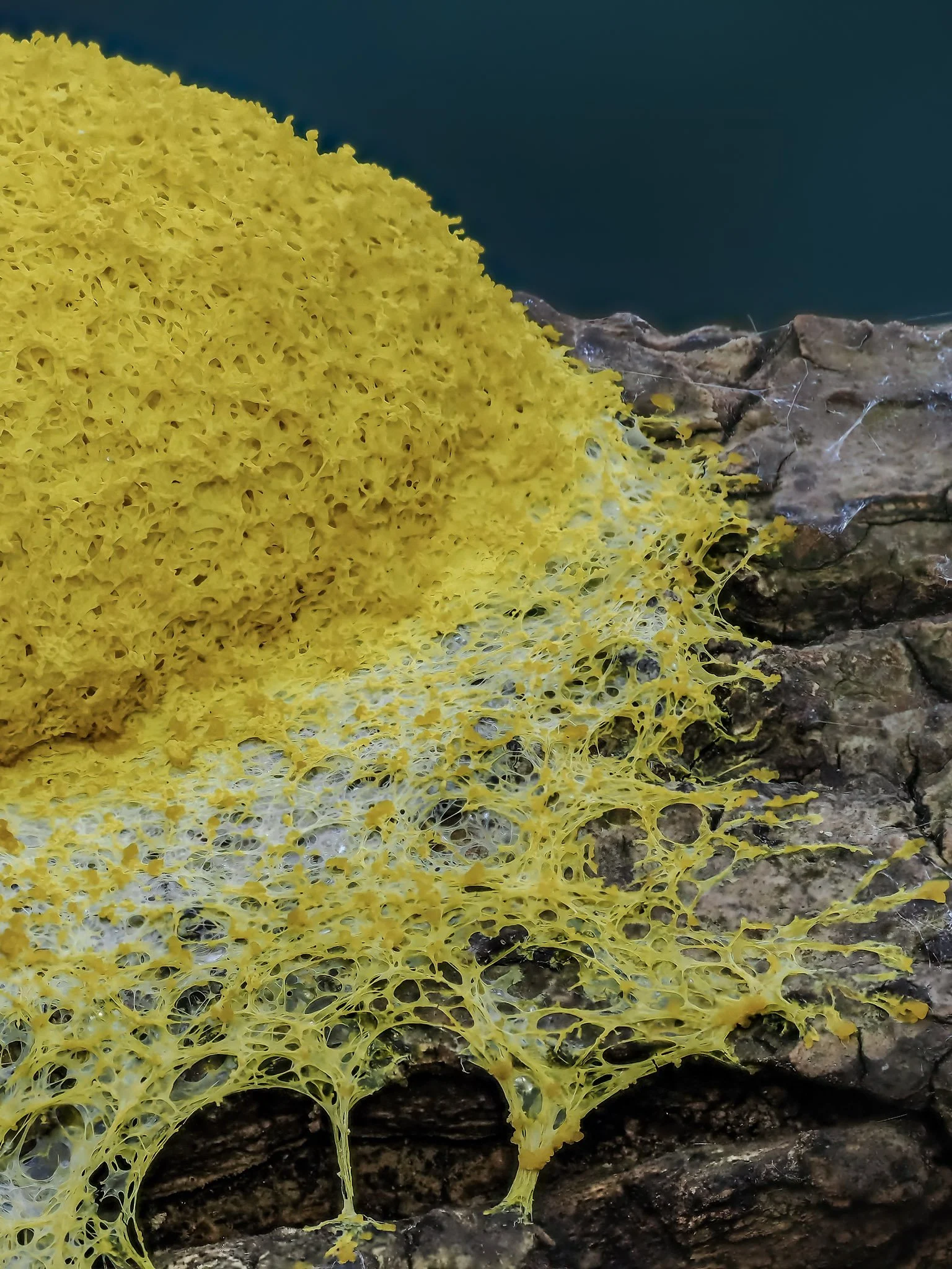 Bright yellow slime mold growing on a piece of wood or bark near water.