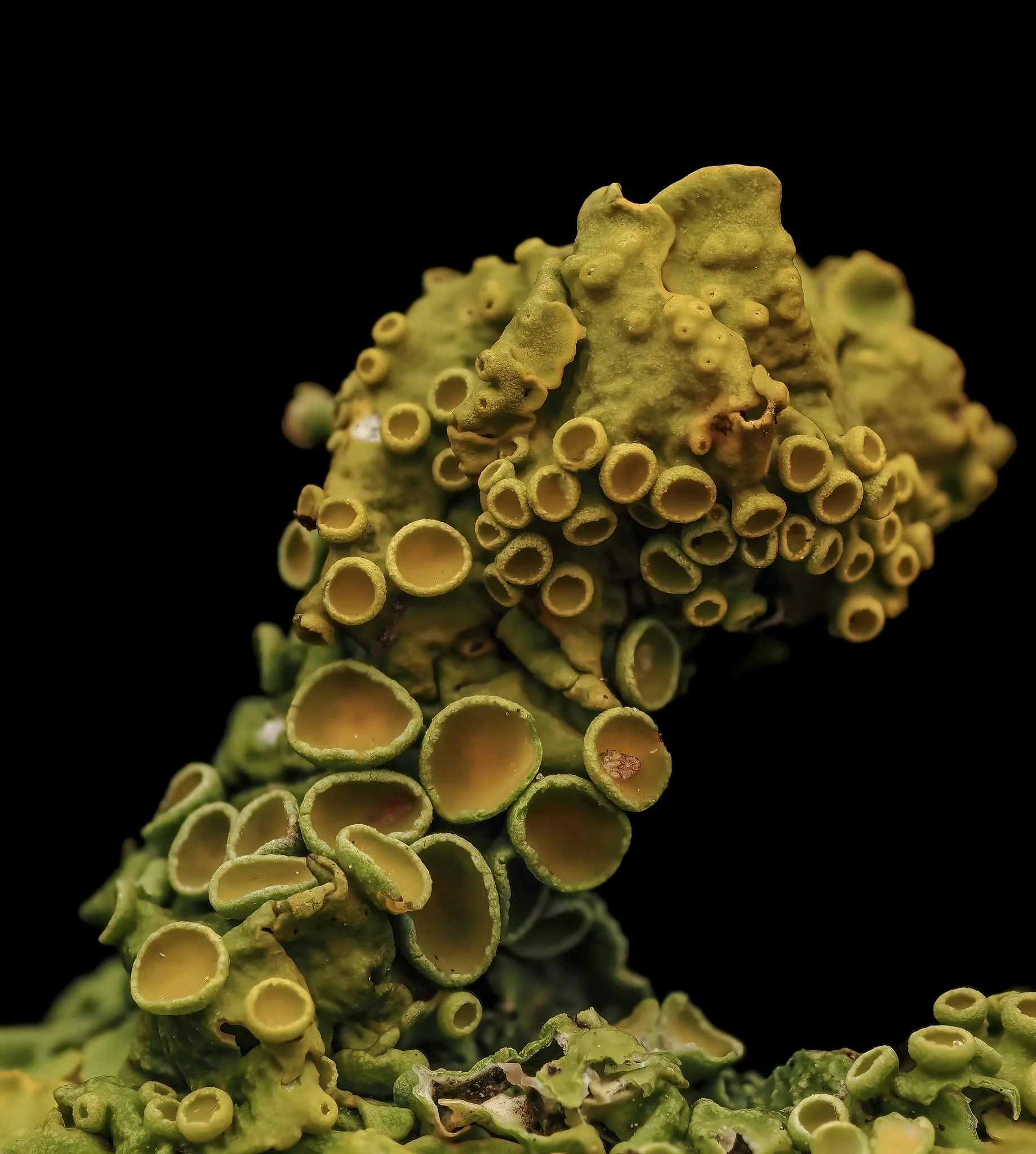Close-up of green lichen with yellow cups on black background