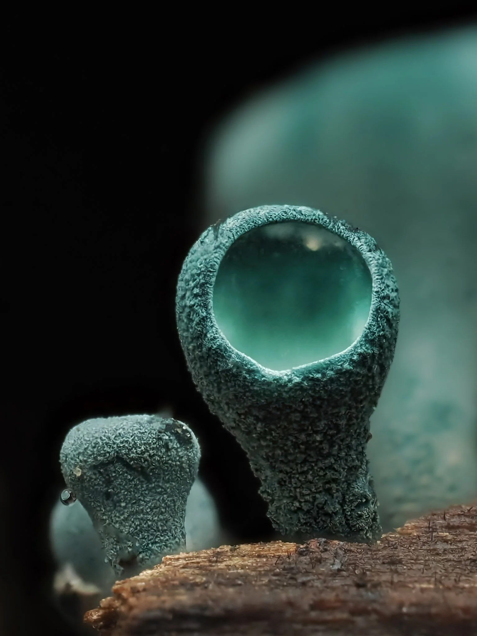 Close-up of bluish-green elfcup fungi growing on a piece of wood, with a textured surface and a hollow, cup-like shape