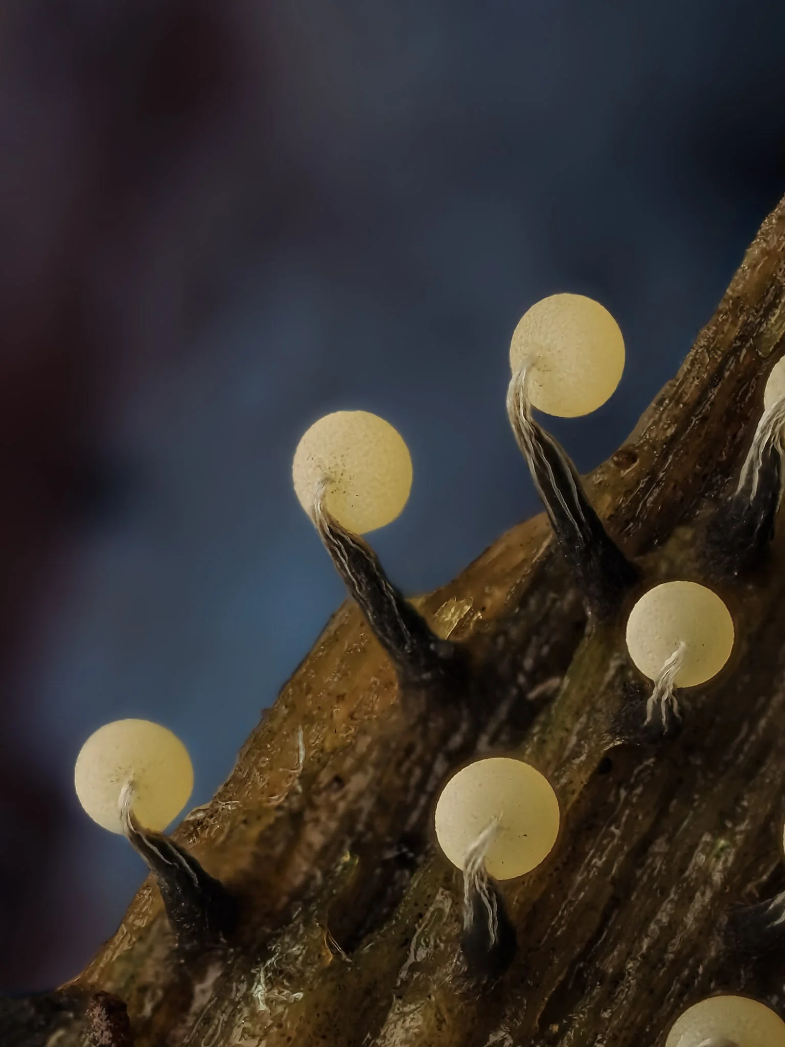 Macro photograph of tiny slime mold with dark background.