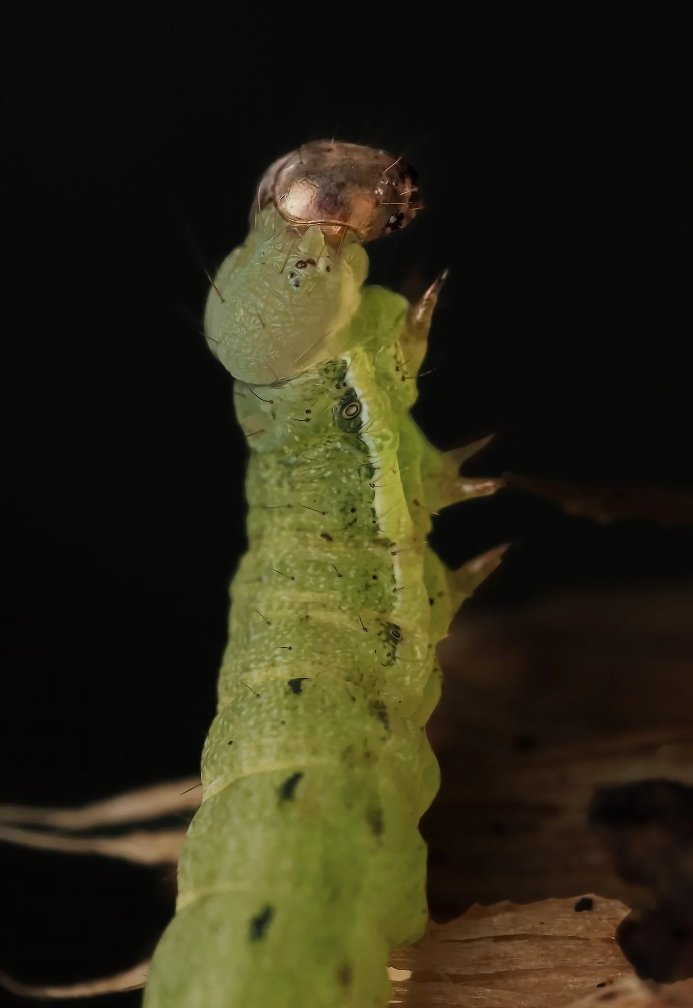 Close-up of a green caterpillar with a discarded brown shedded head on a piece of wood with a black background.