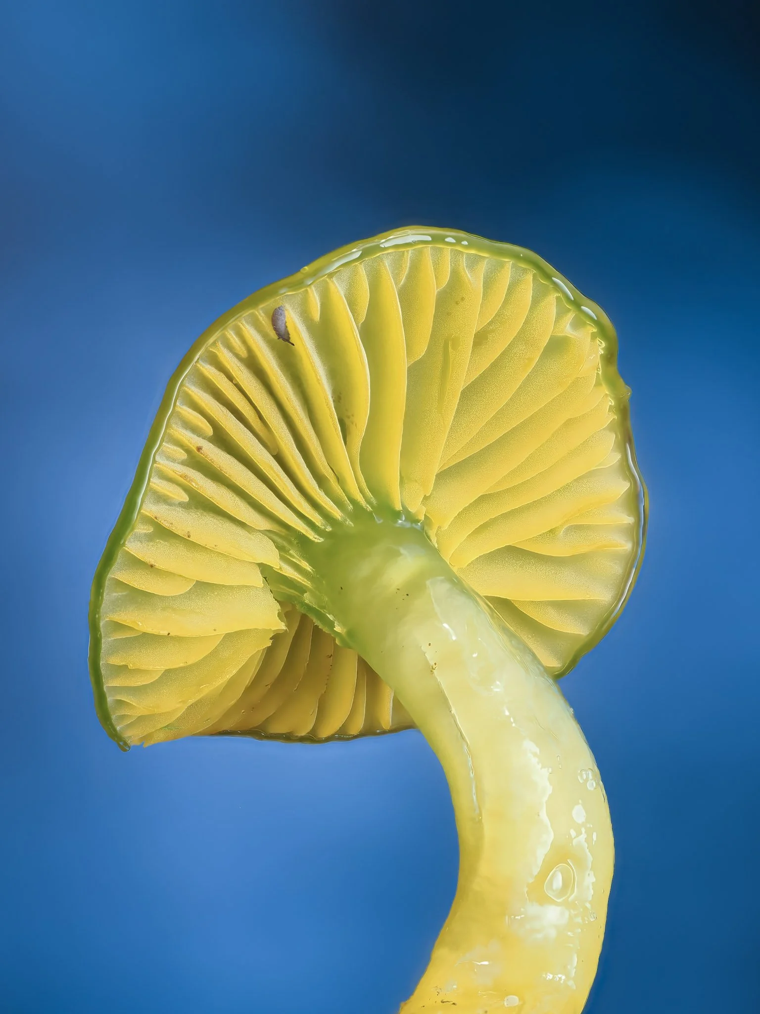 Close-up of a parrot wax cap mushroom with a blue background.
