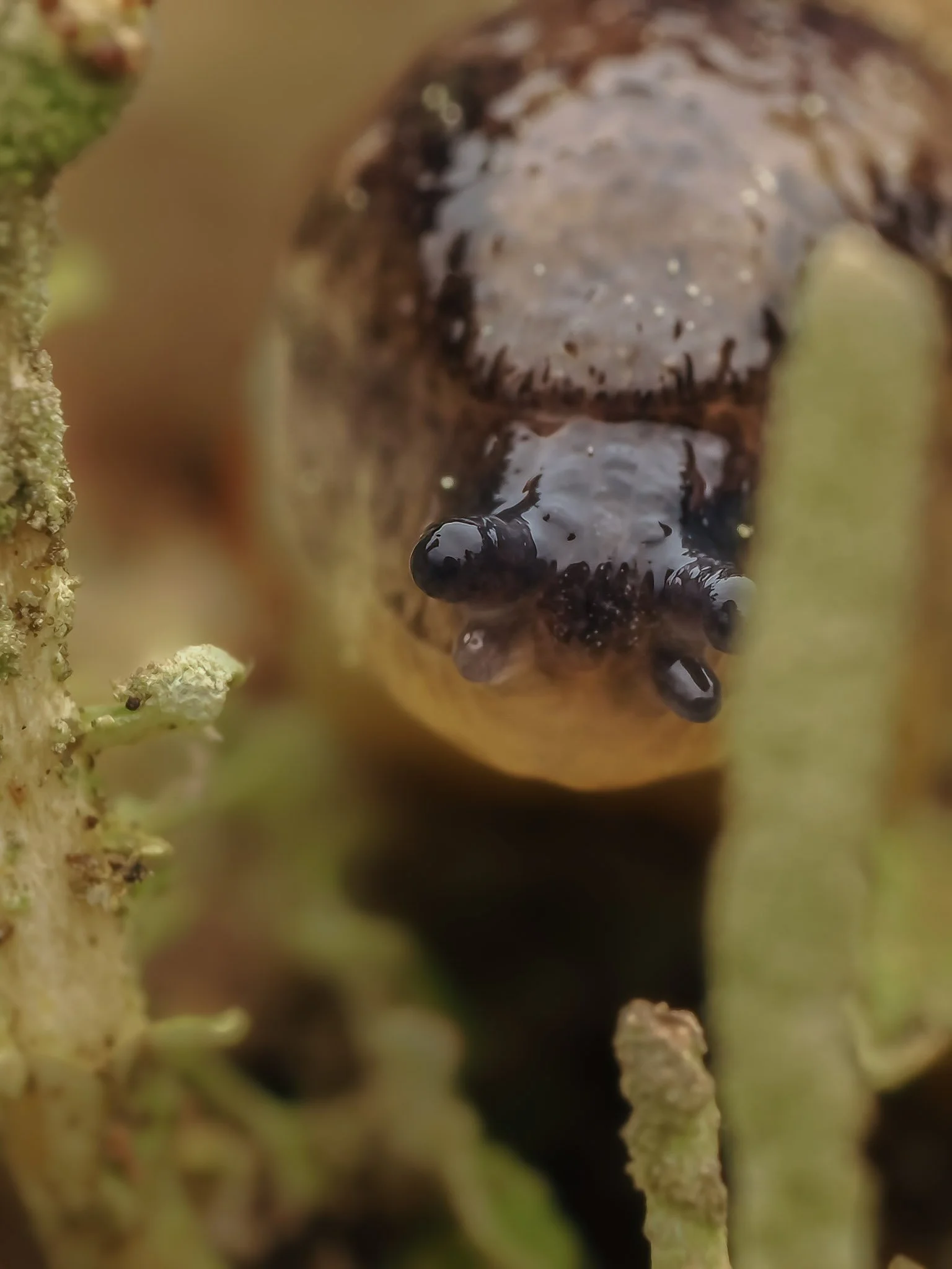 Close-up of a slug, with shiny black eyes and a dark, textured body.