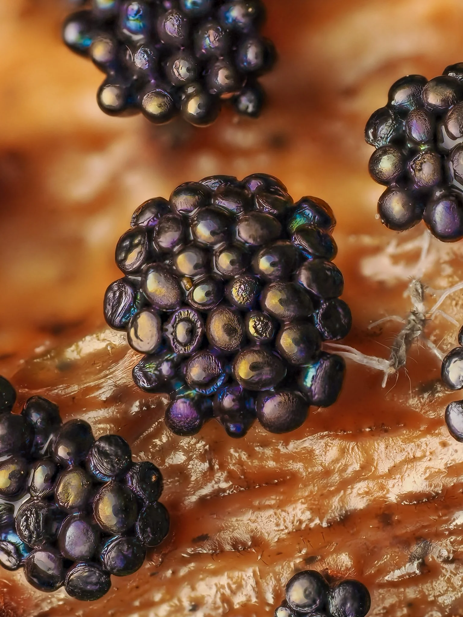 Close-up of metatrichia vesparium slime mold on wood.