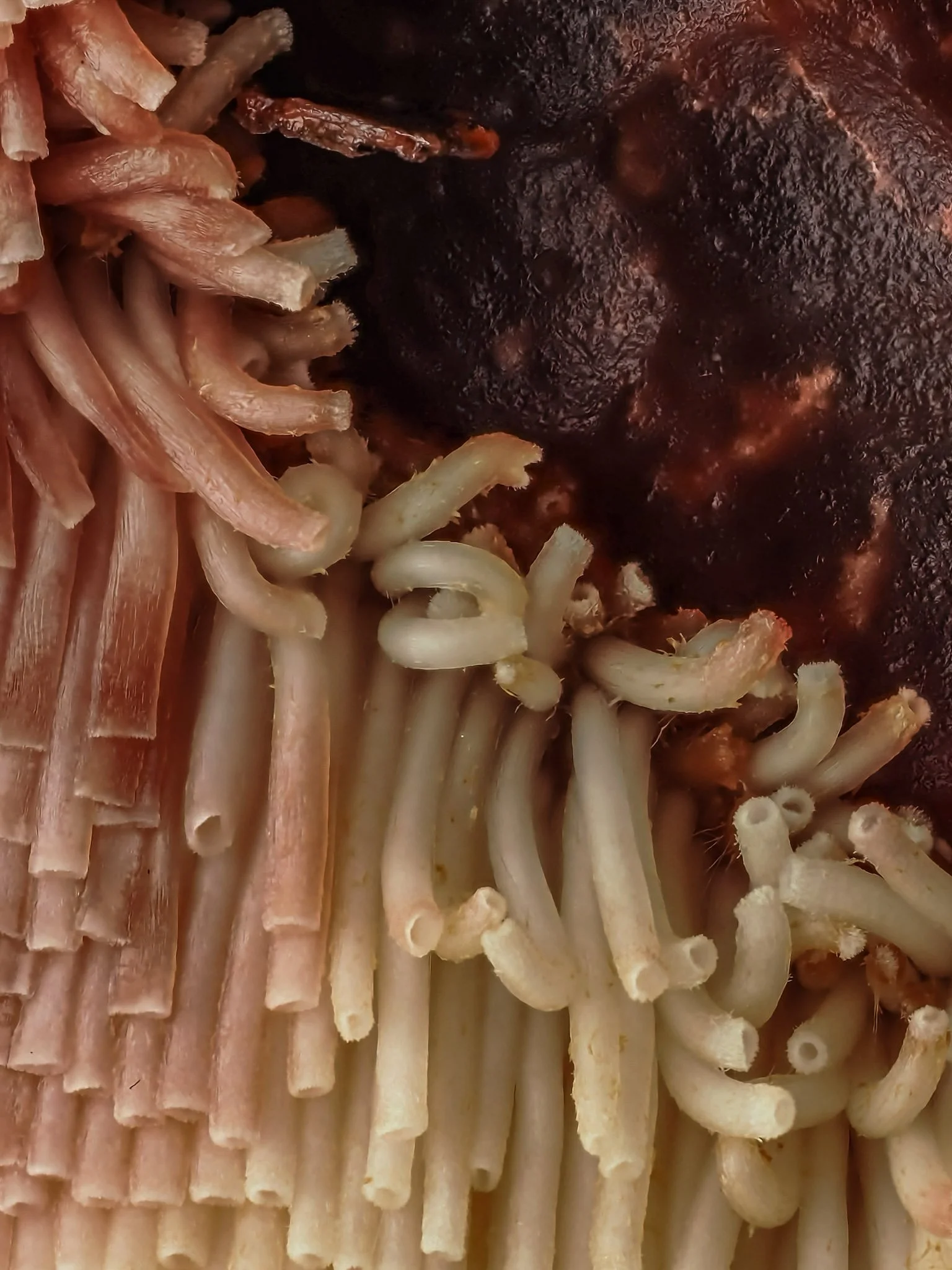 Close-up of aged beefsteak mushroom pores with a dark, textured background.