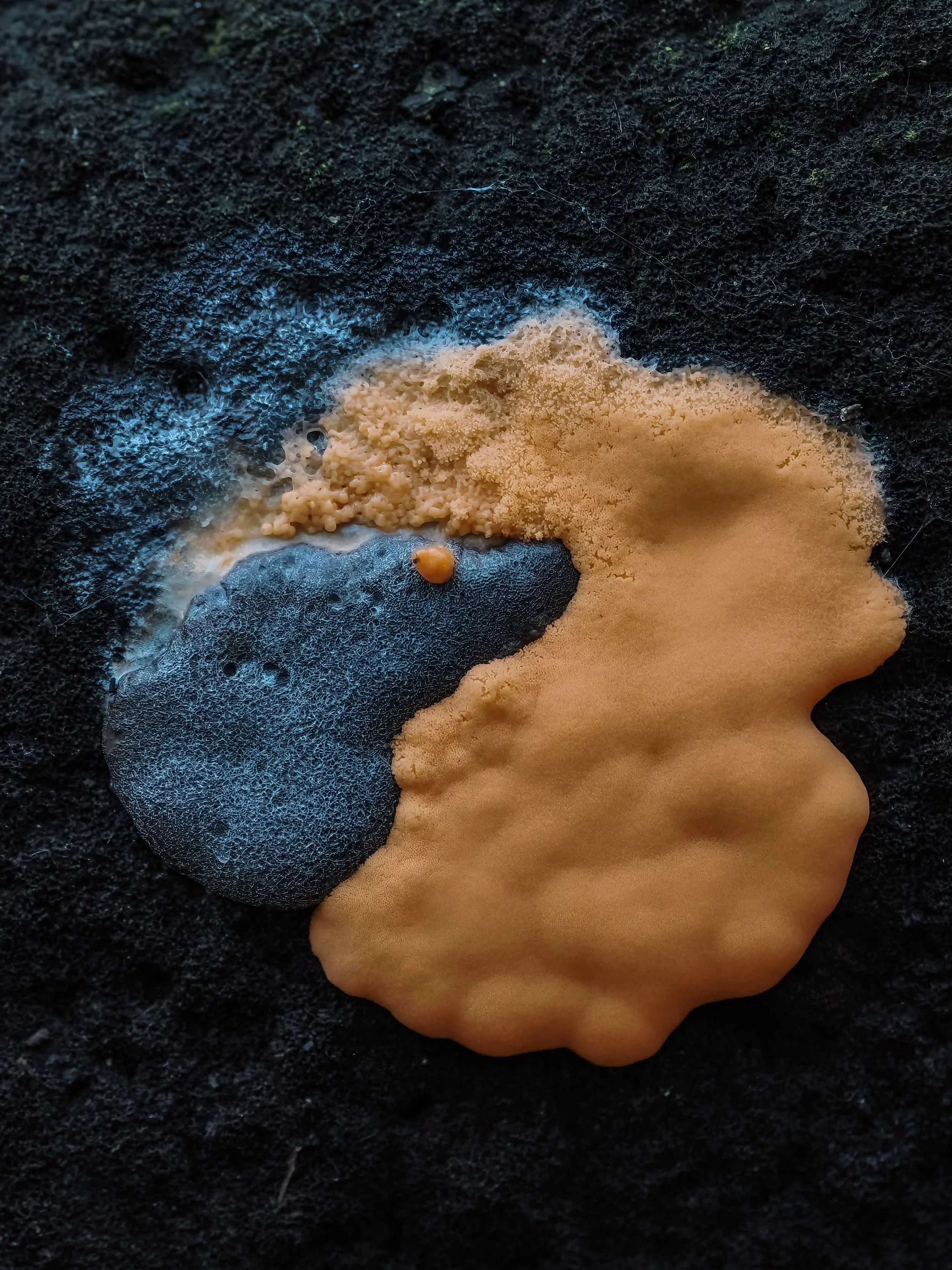 Close-up of an orange and silvery blue slime mold