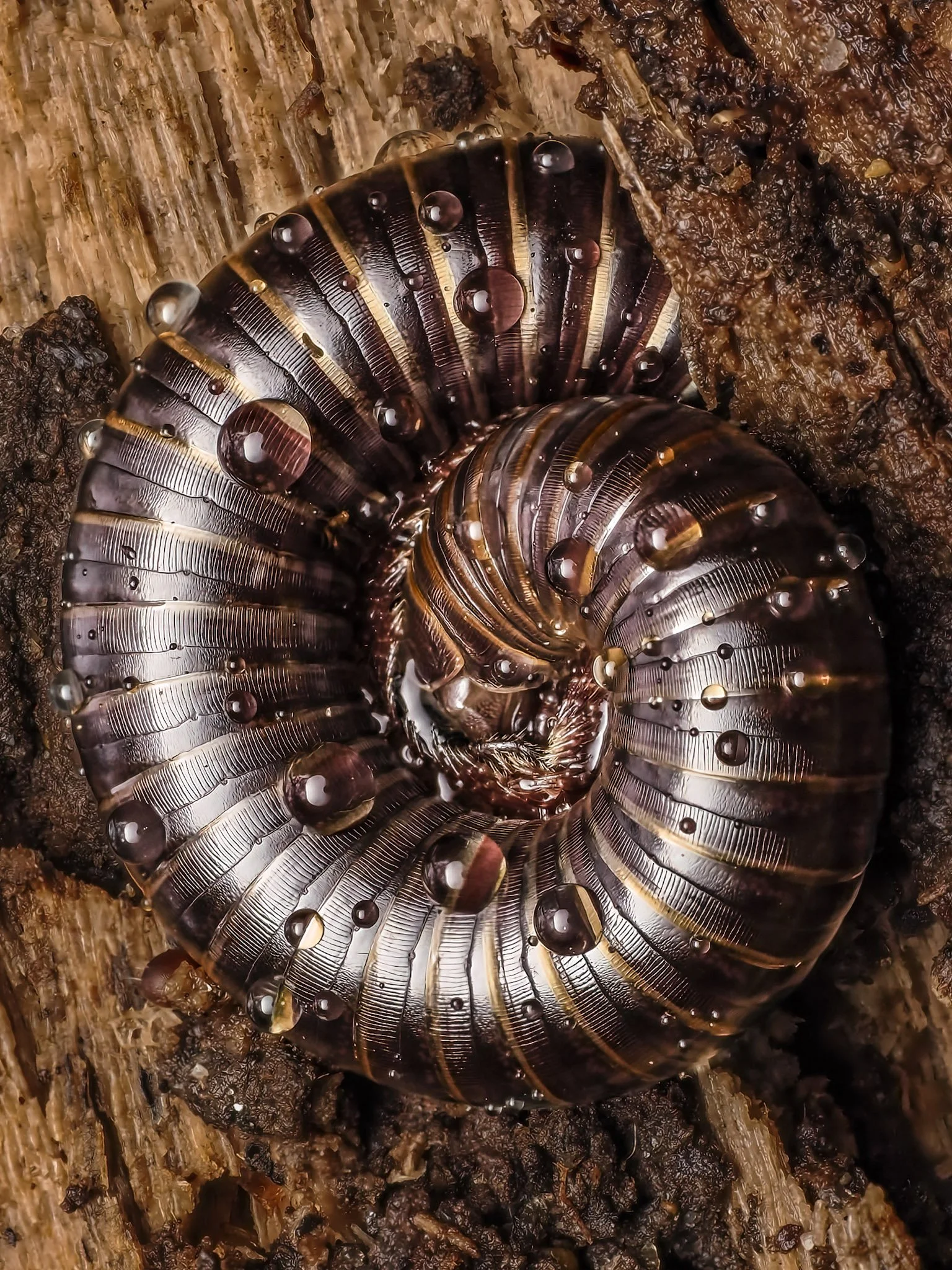 Close-up of a curled-up millipede with shiny black and brown segments on a rough, textured wooden surface with water droplets.
