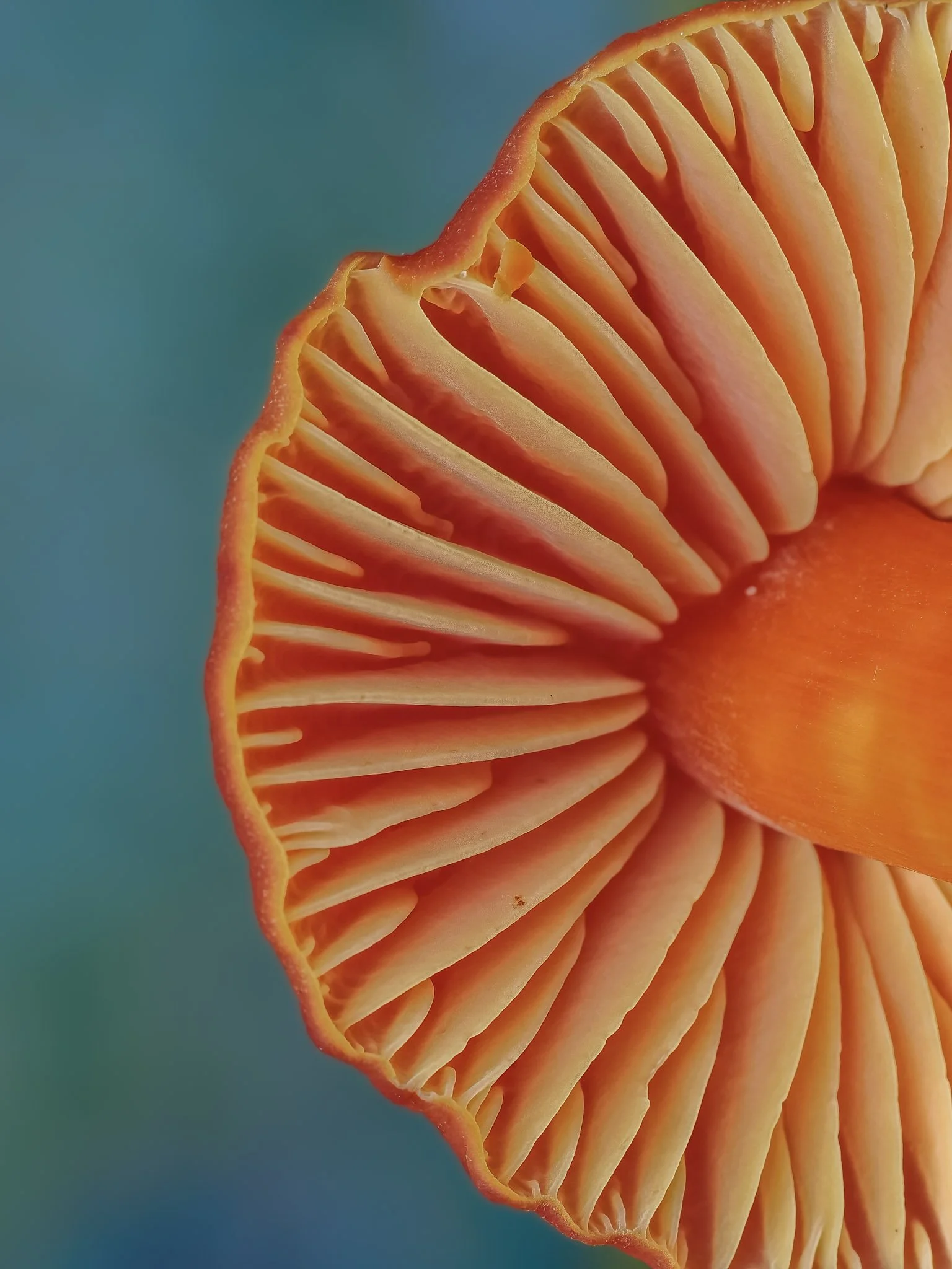 Close-up of a waxcap orange mushroom showing gills and stem against a blue background.