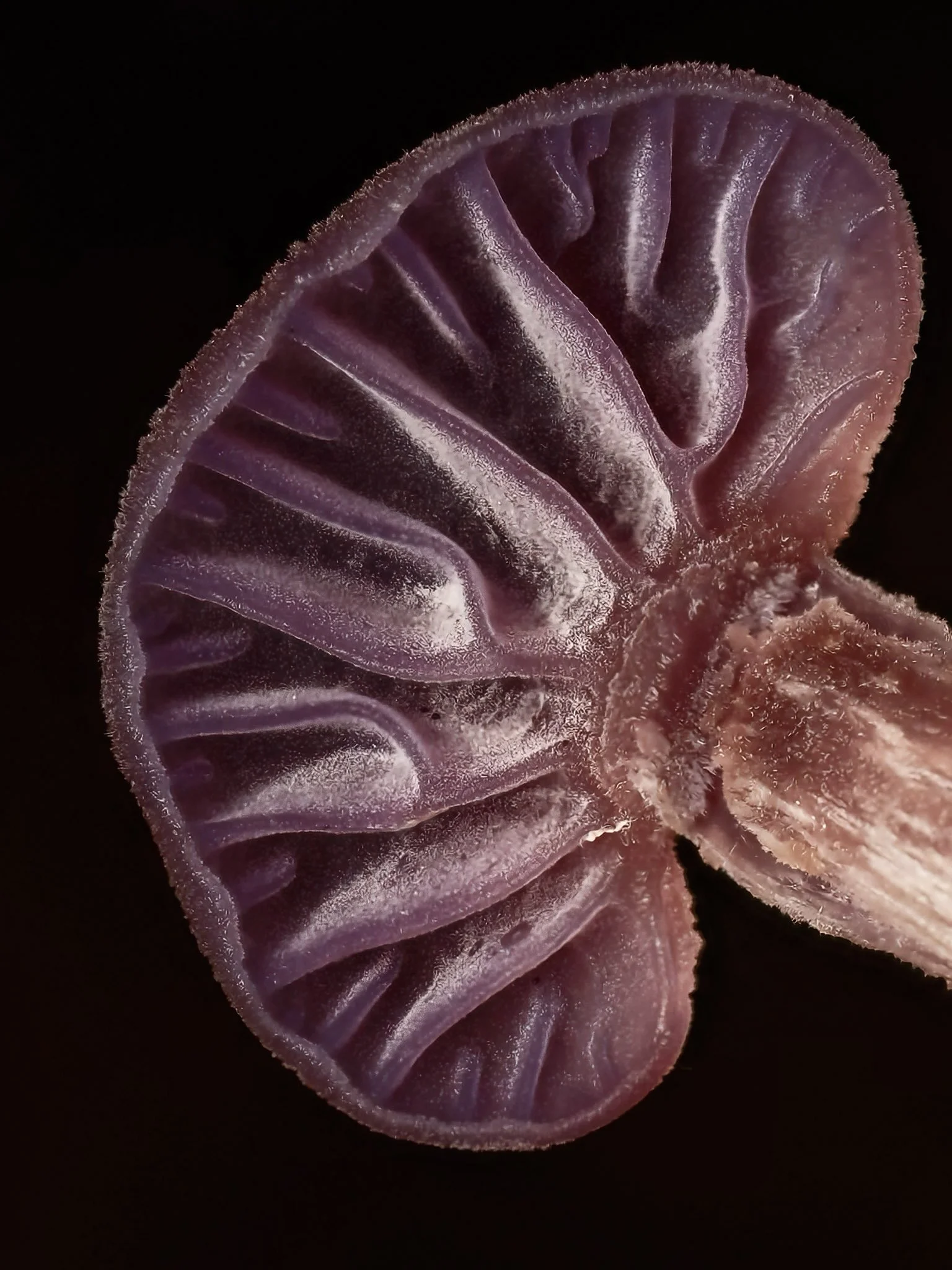 Close-up of the gills of a purple mushroom showing its intricate internal structure and texture.