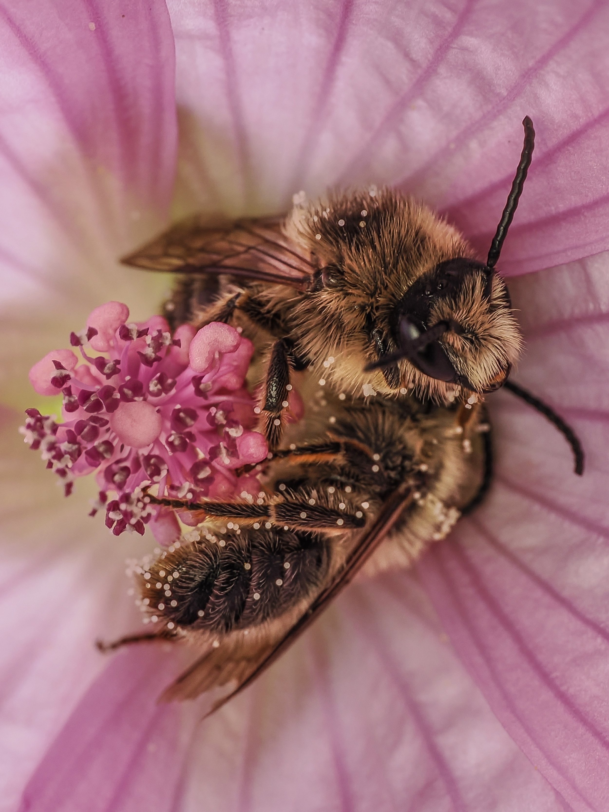 Close-up of two bees covered in pollen on a pink flower with a pink center and light pink petals.