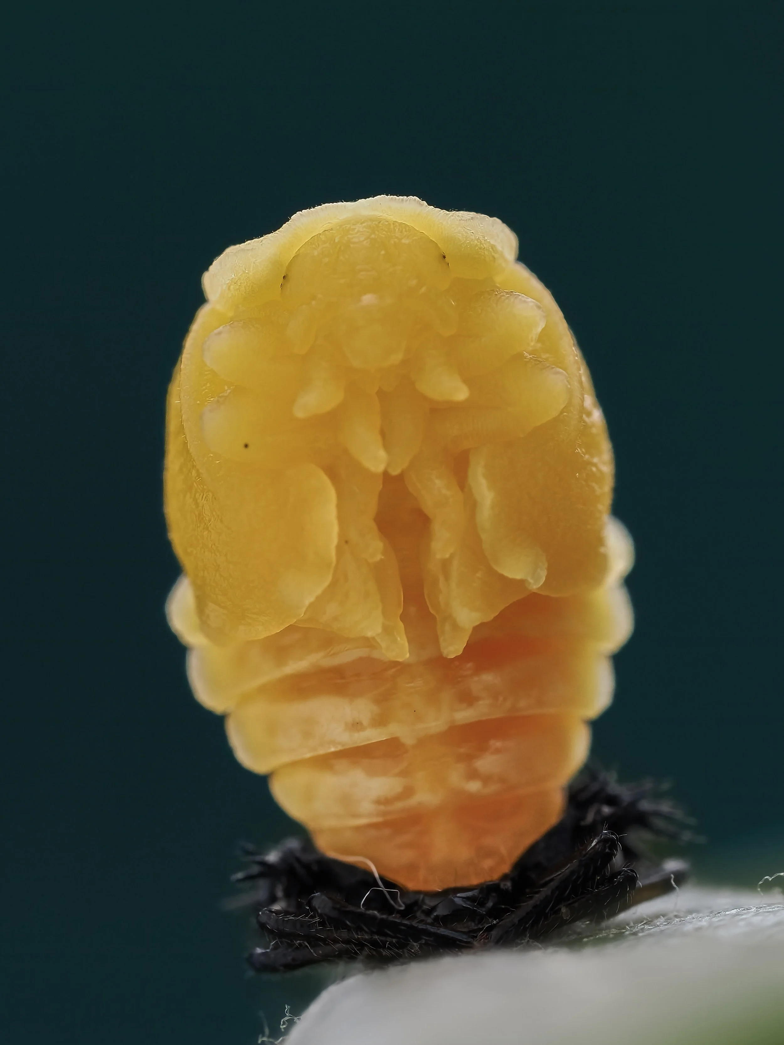 Close-up of a yellow ladybug larvae on a surface with a solid dark background.