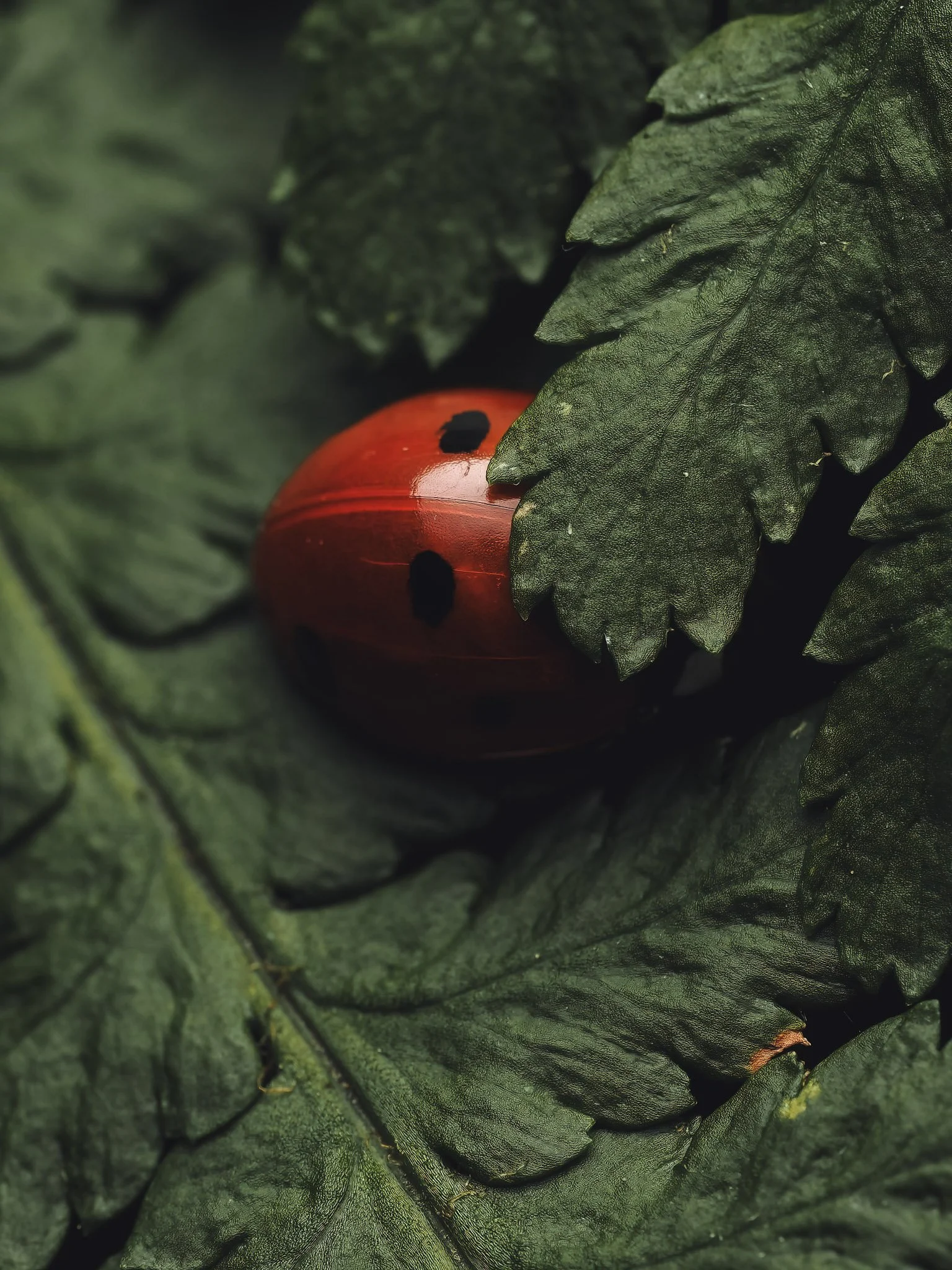 A close-up of a red ladybug with black spots on dark green, textured leaves.