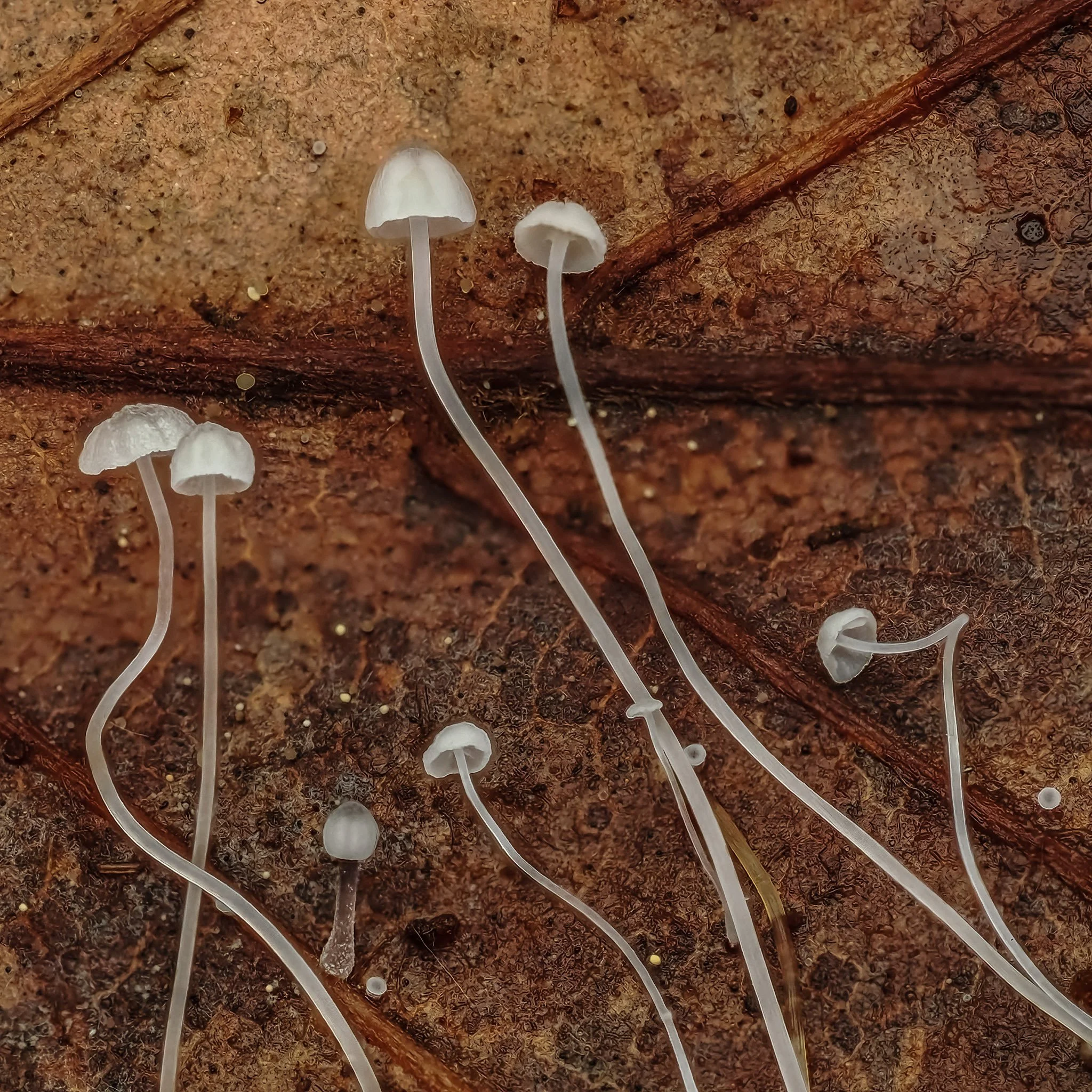 Small white mushrooms growing on a damp, brown decomposing leaf.