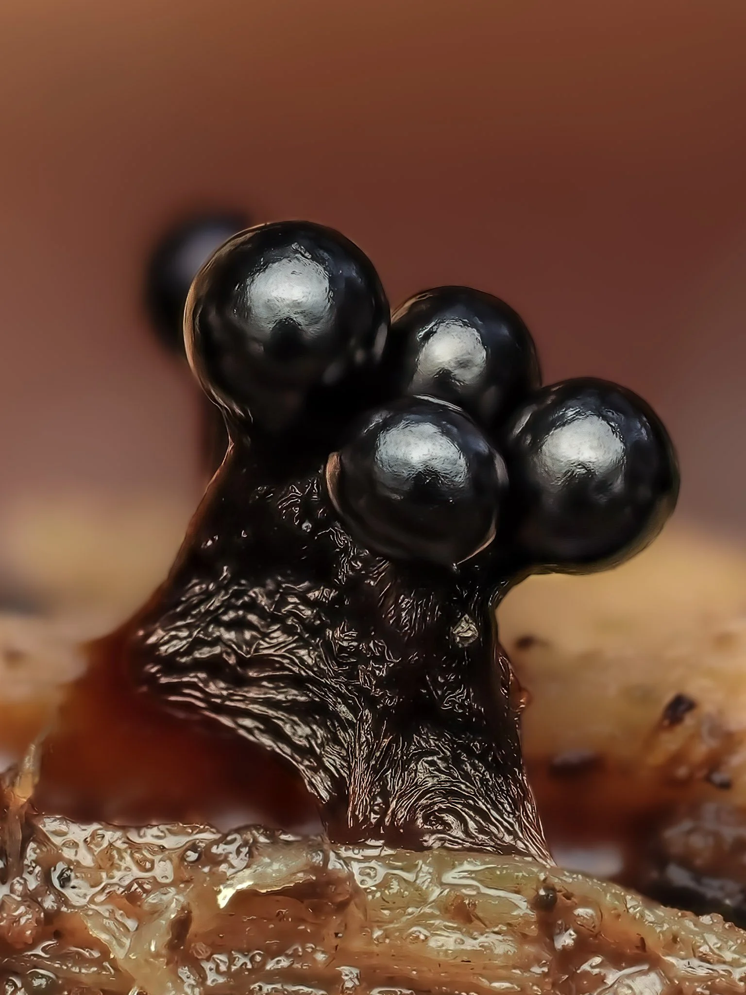 Close-up of a tiny black metatrichia slime mold growing on a leaf or similar surface.