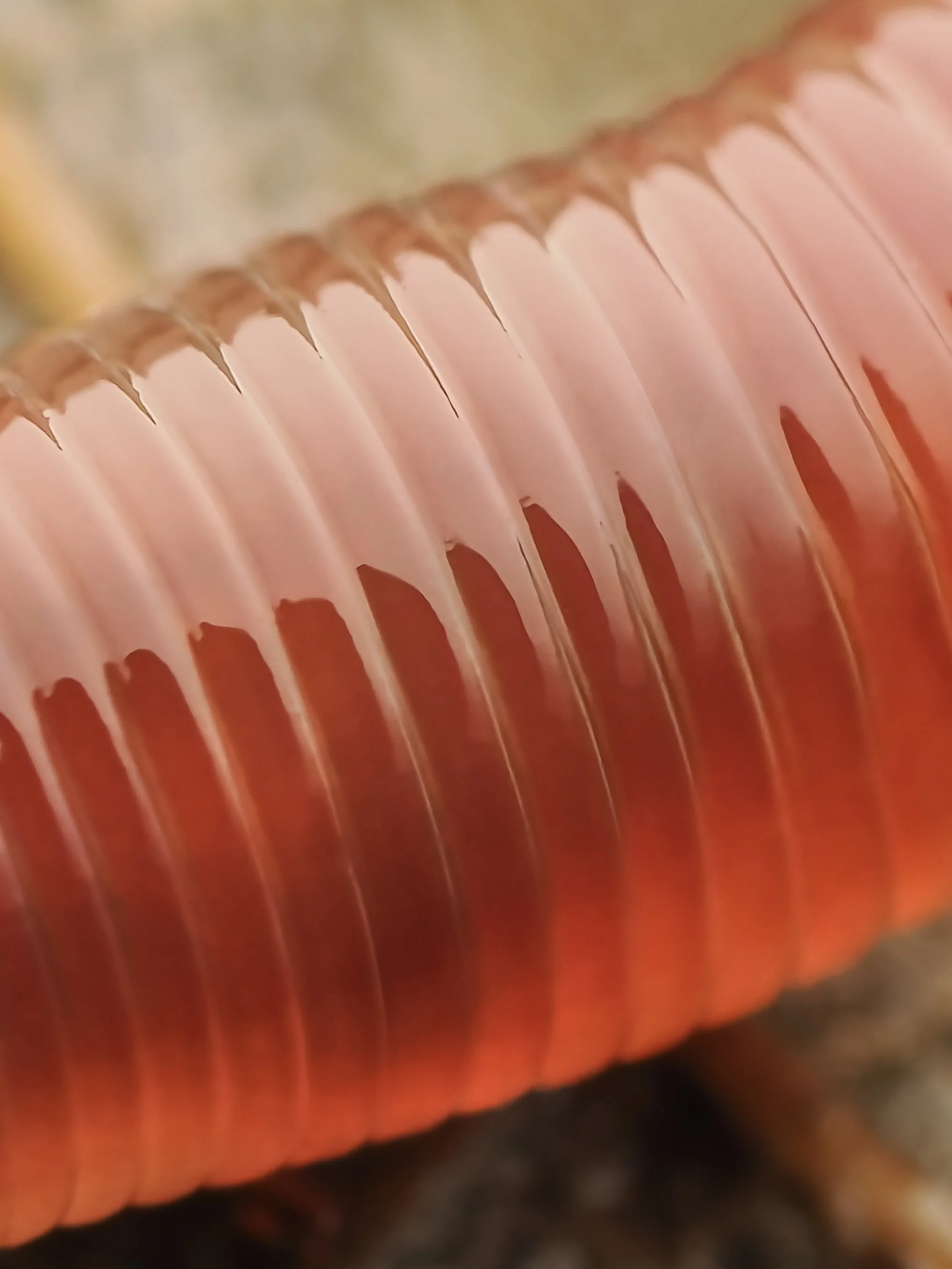 Close-up of a glossy, segmented, orange and pinkish earthworm.