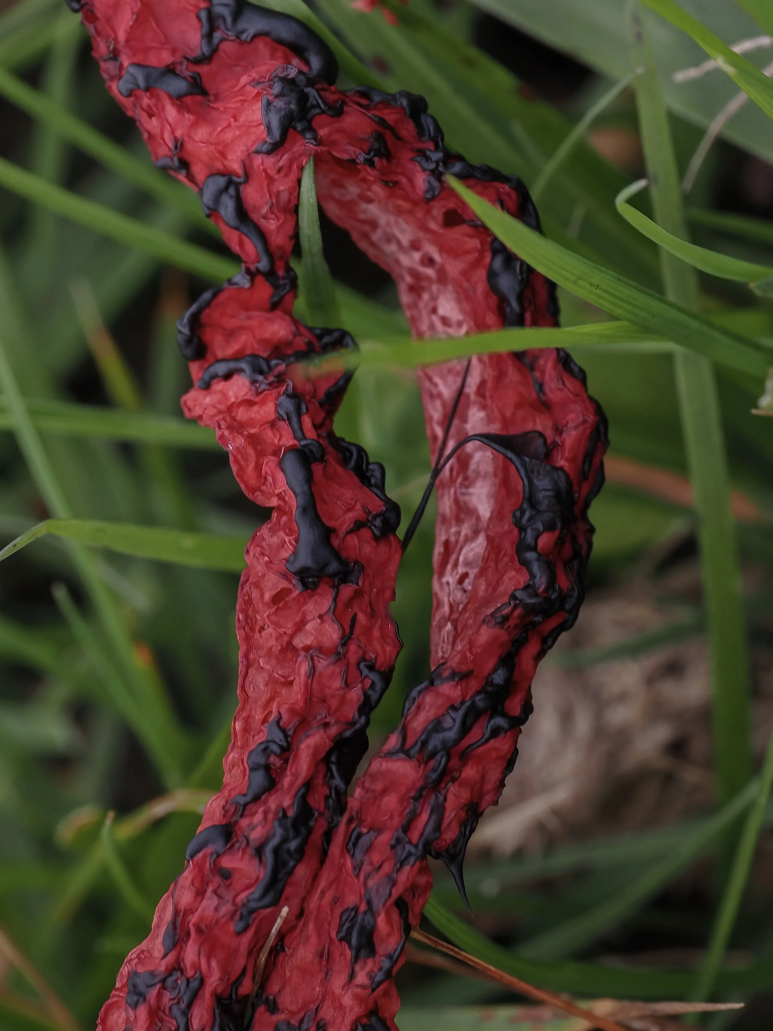 A close-up of a red and black devils stinkhorn mushroom