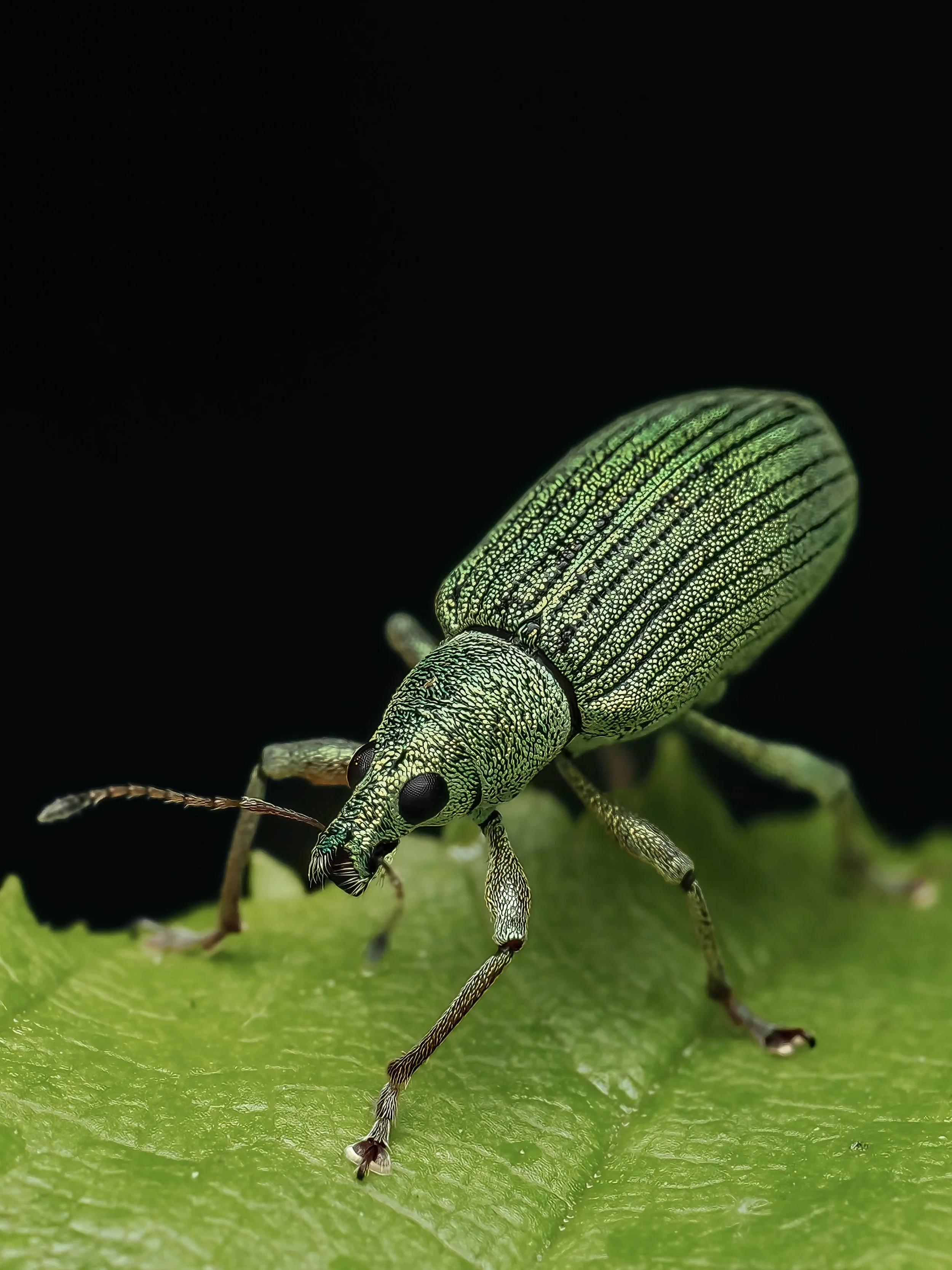 A close-up of a green metallic weevil on a green leaf, with black background.
