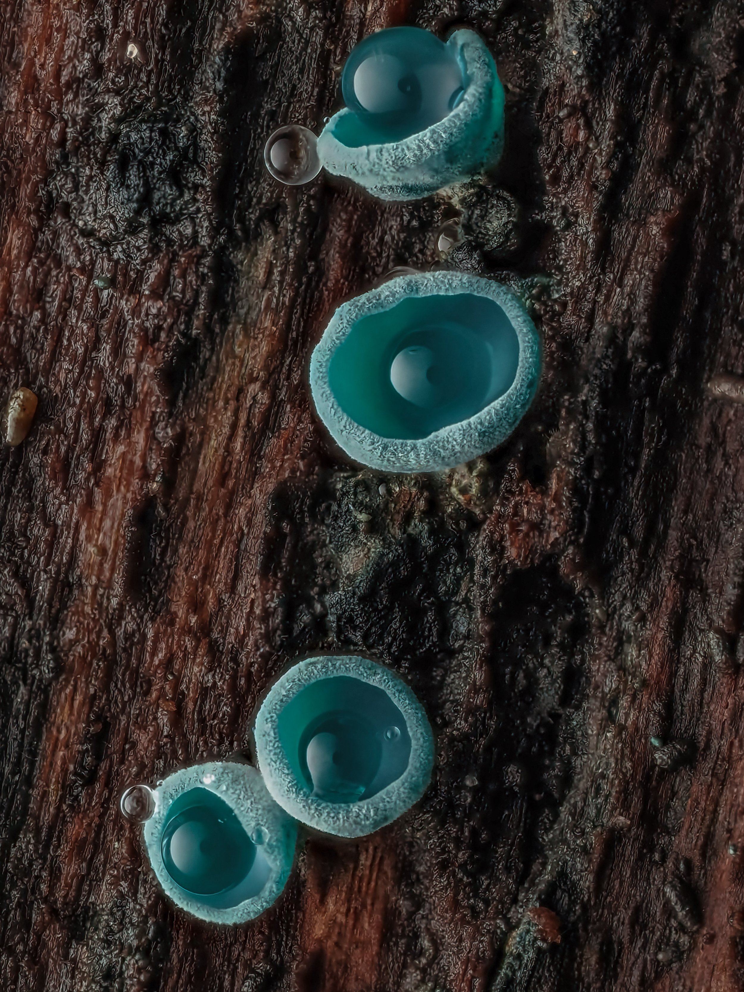 Close-up of green elf cup fungi growing on wet, dark tree bark covered in water droplets.