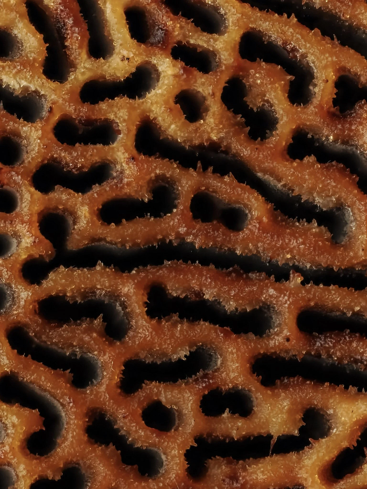 Close-up of the textured surface of a bracket fungi.