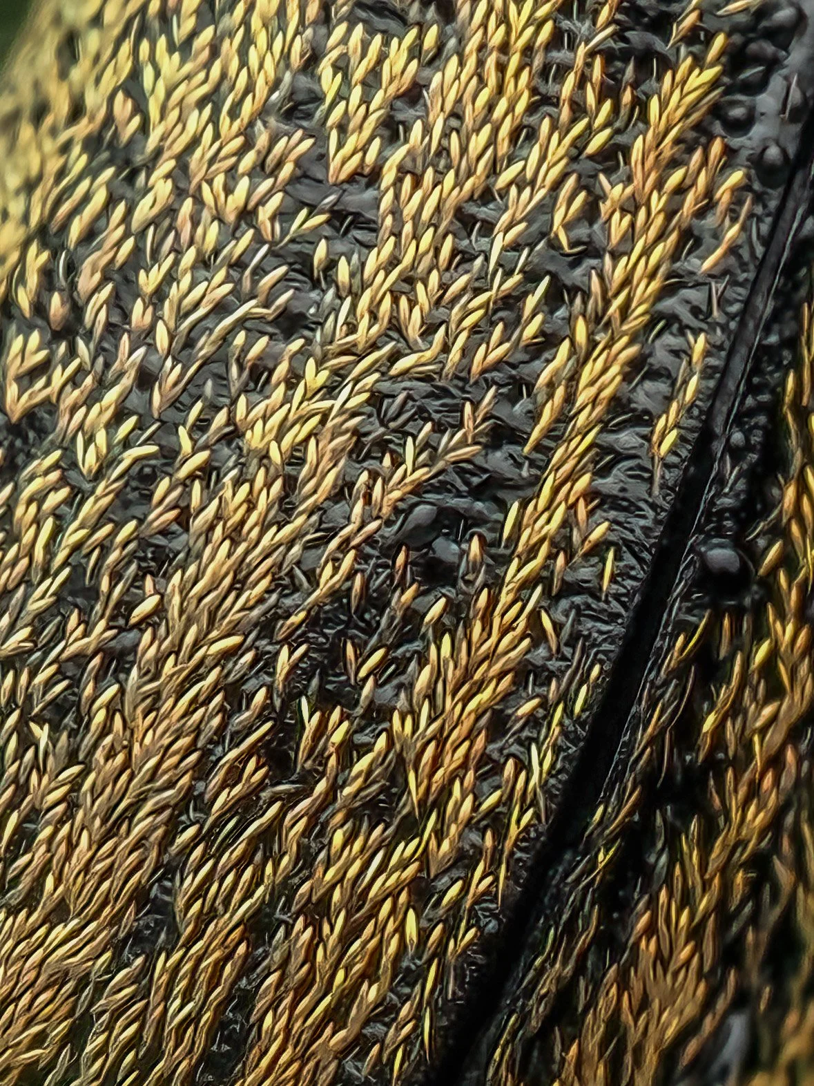 Close-up weevil body
