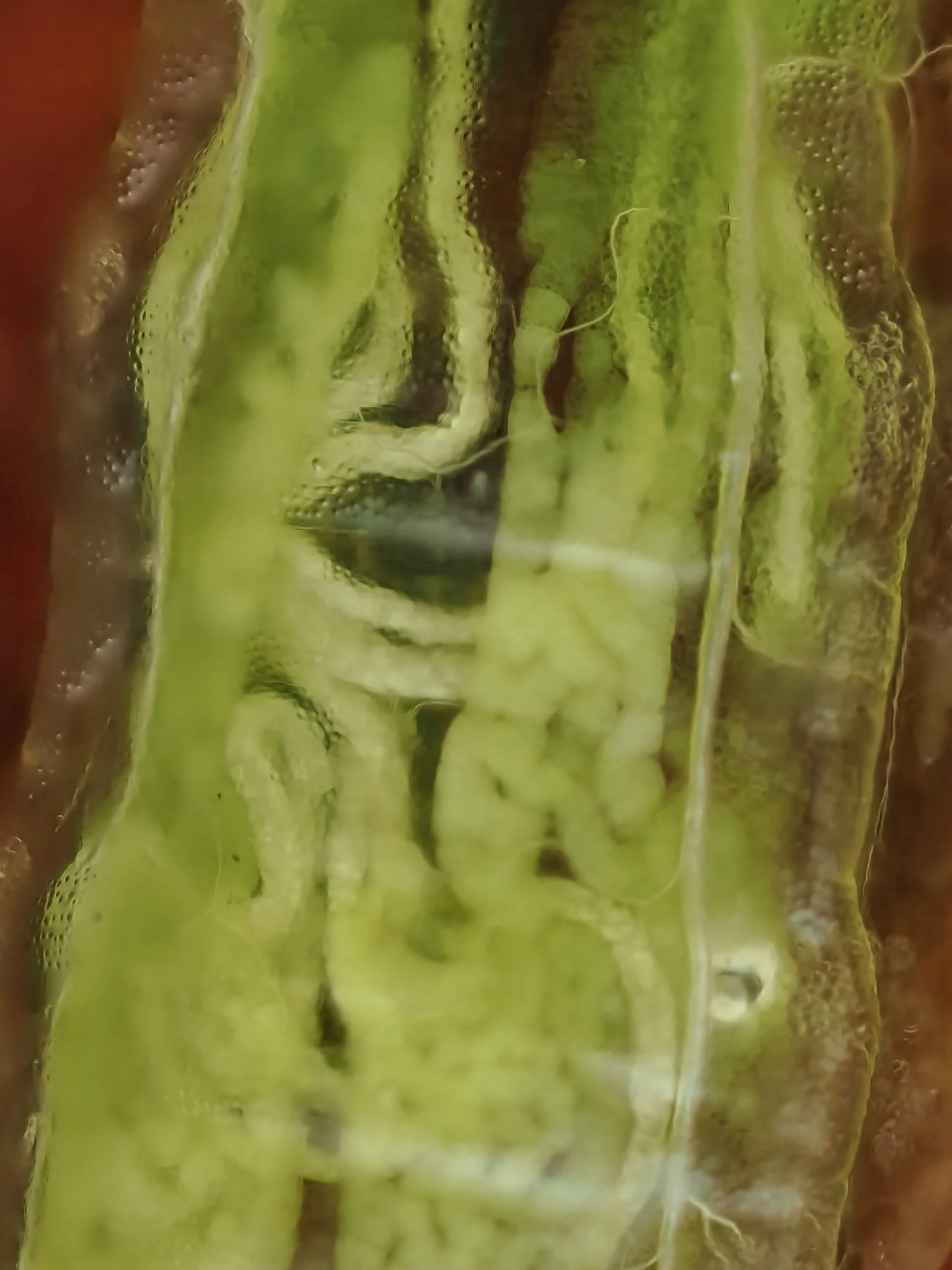 Close-up of a green larvae, with watery interior.