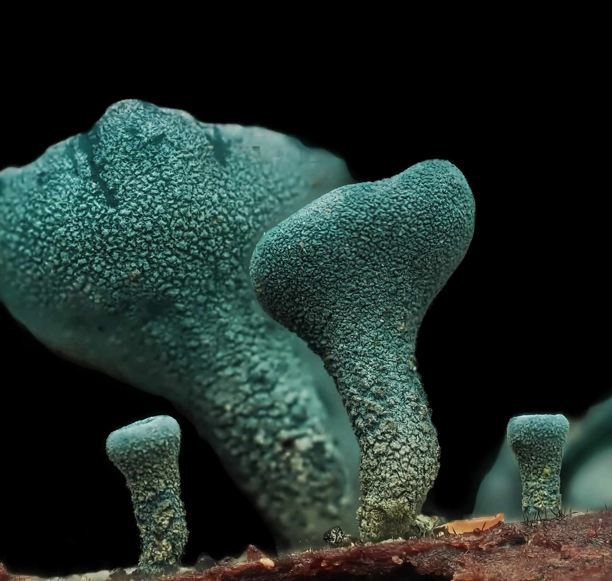 Close-up of blue-green elfcup fungi growing on a surface against a black background.