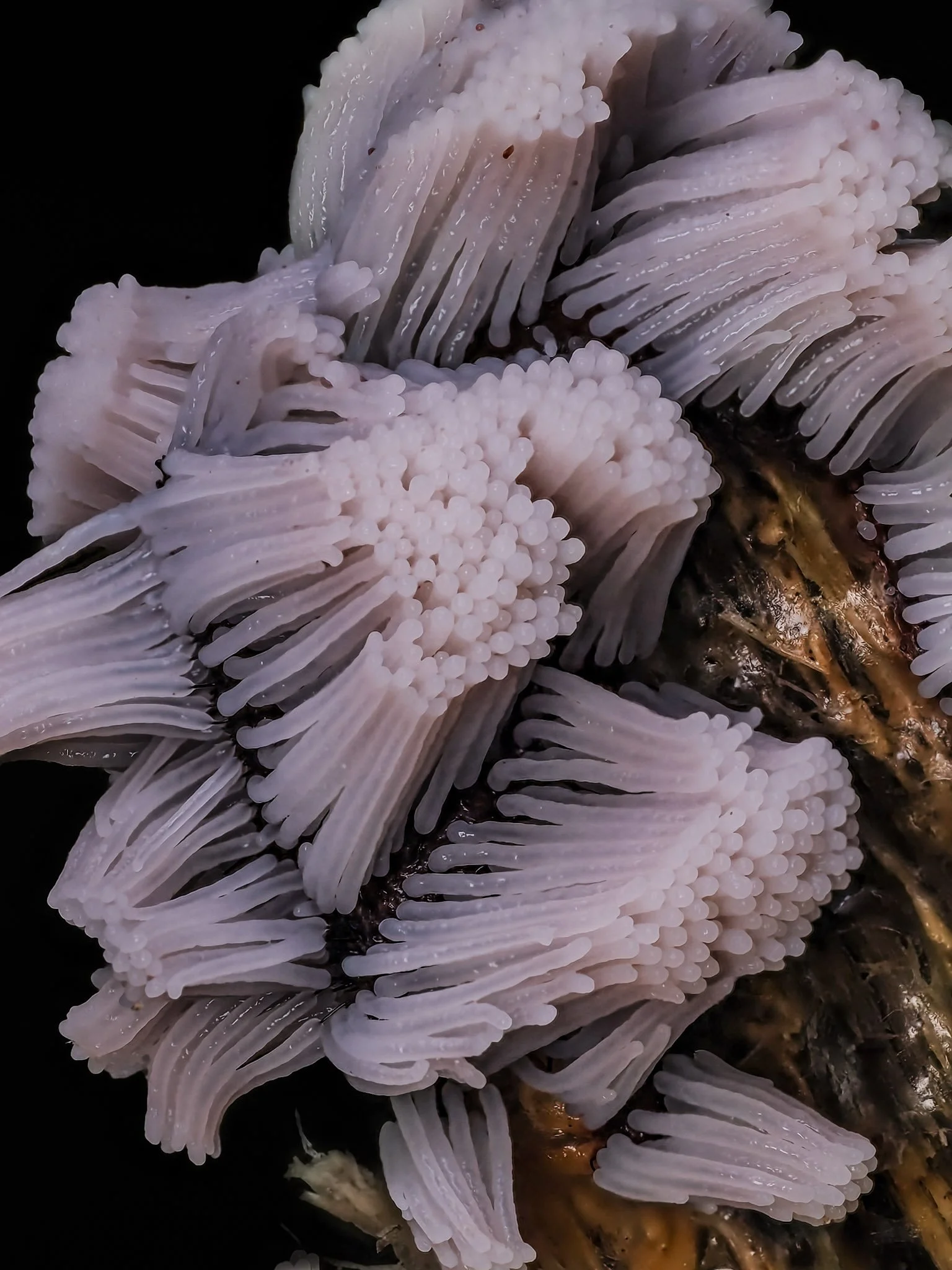 Close-up of pink developing stemonitis slime mold with white, elongated tentacles and small rounded bumps, attached to a dark tree branch.
