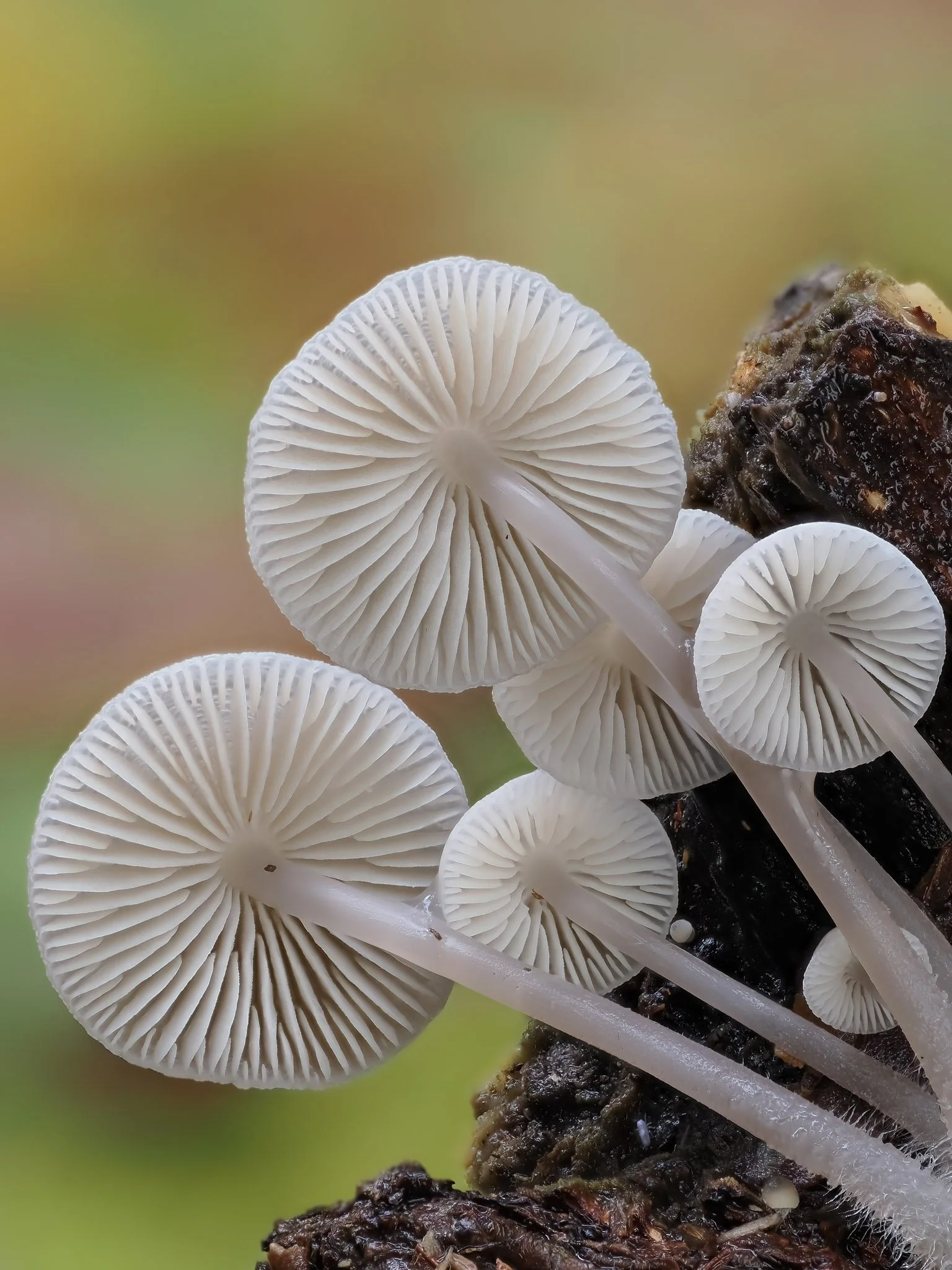 Close-up of white mushrooms growing on decayed wood with a blurred green and yellow background.