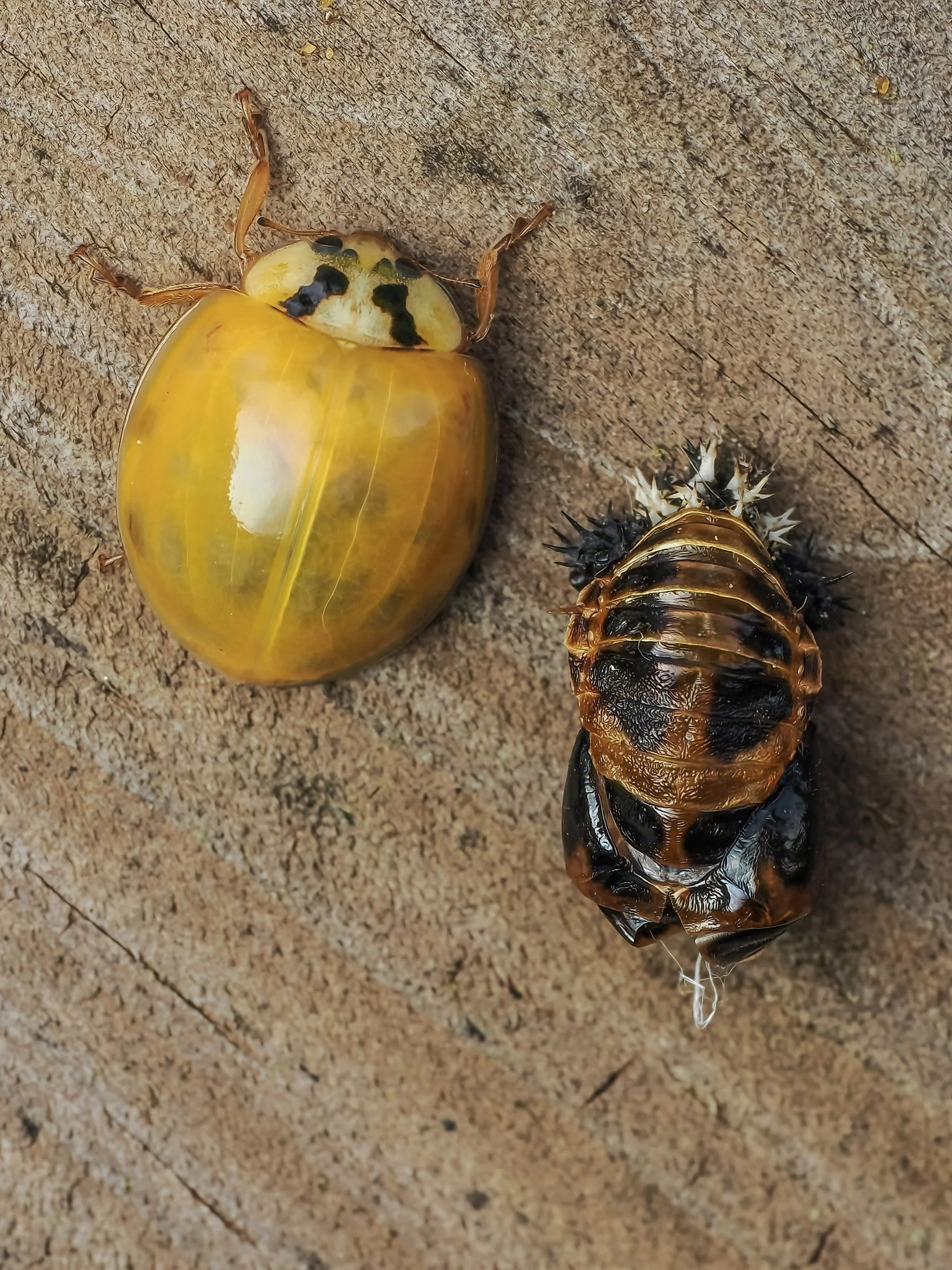 A yellow ladybug with black spots on a brown surface, and its discarded larvae shell with spiky black and white edges.