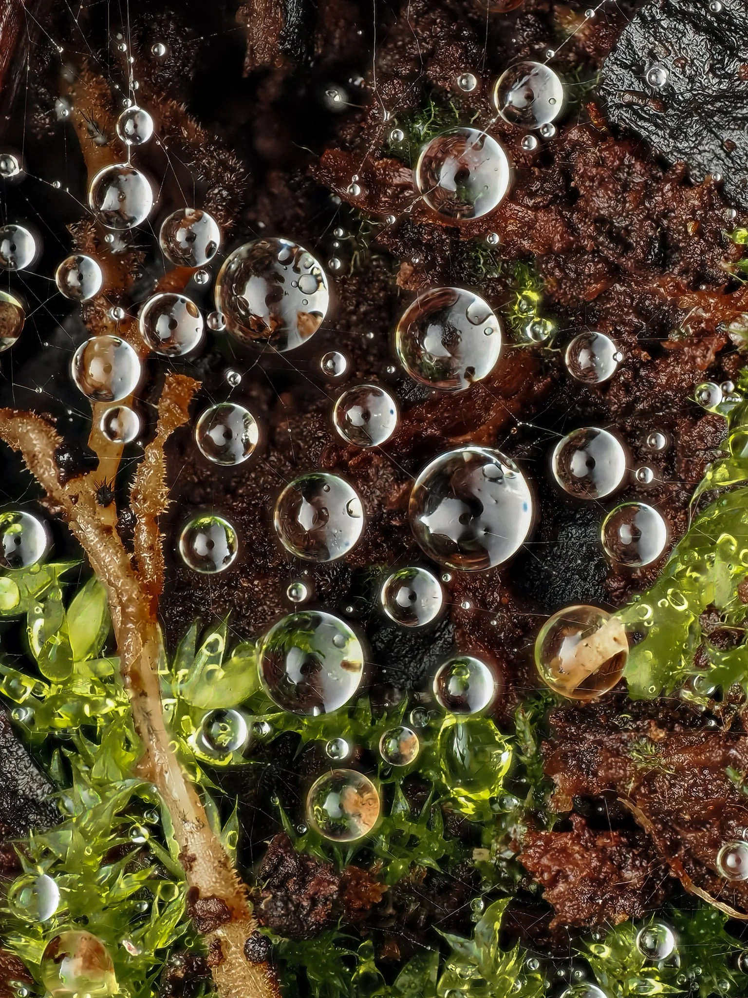 Close-up of a spider web with water droplets on moss.