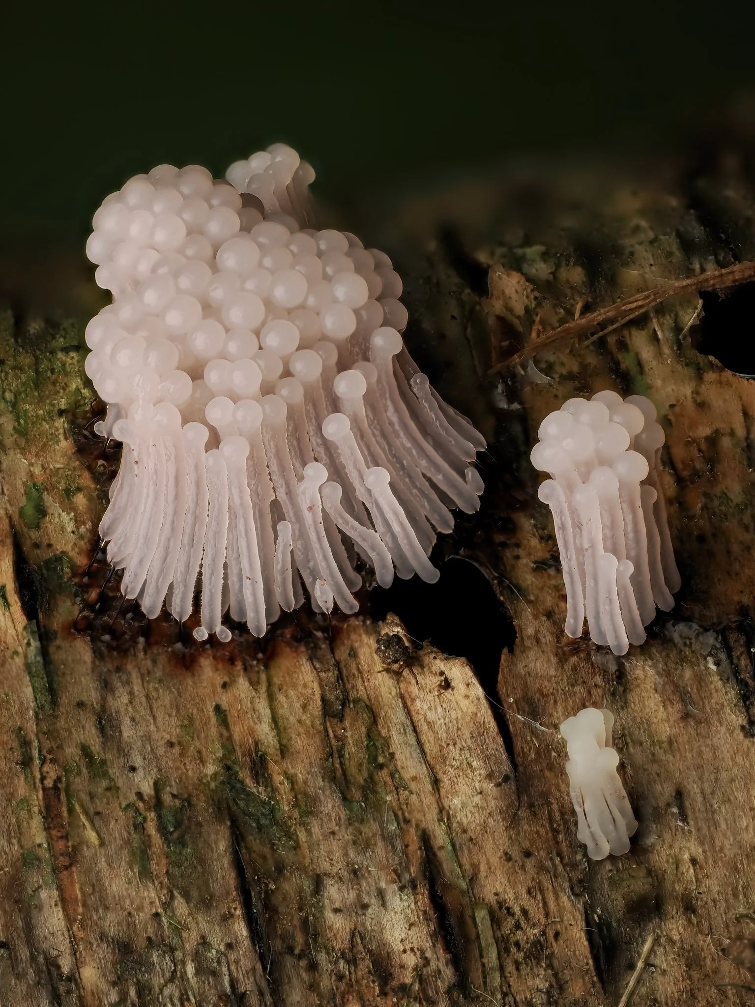 Close-up of white jelly-like stemonitis slime mold with bulbous tips growing on a fallen tree log in damp forest environment.