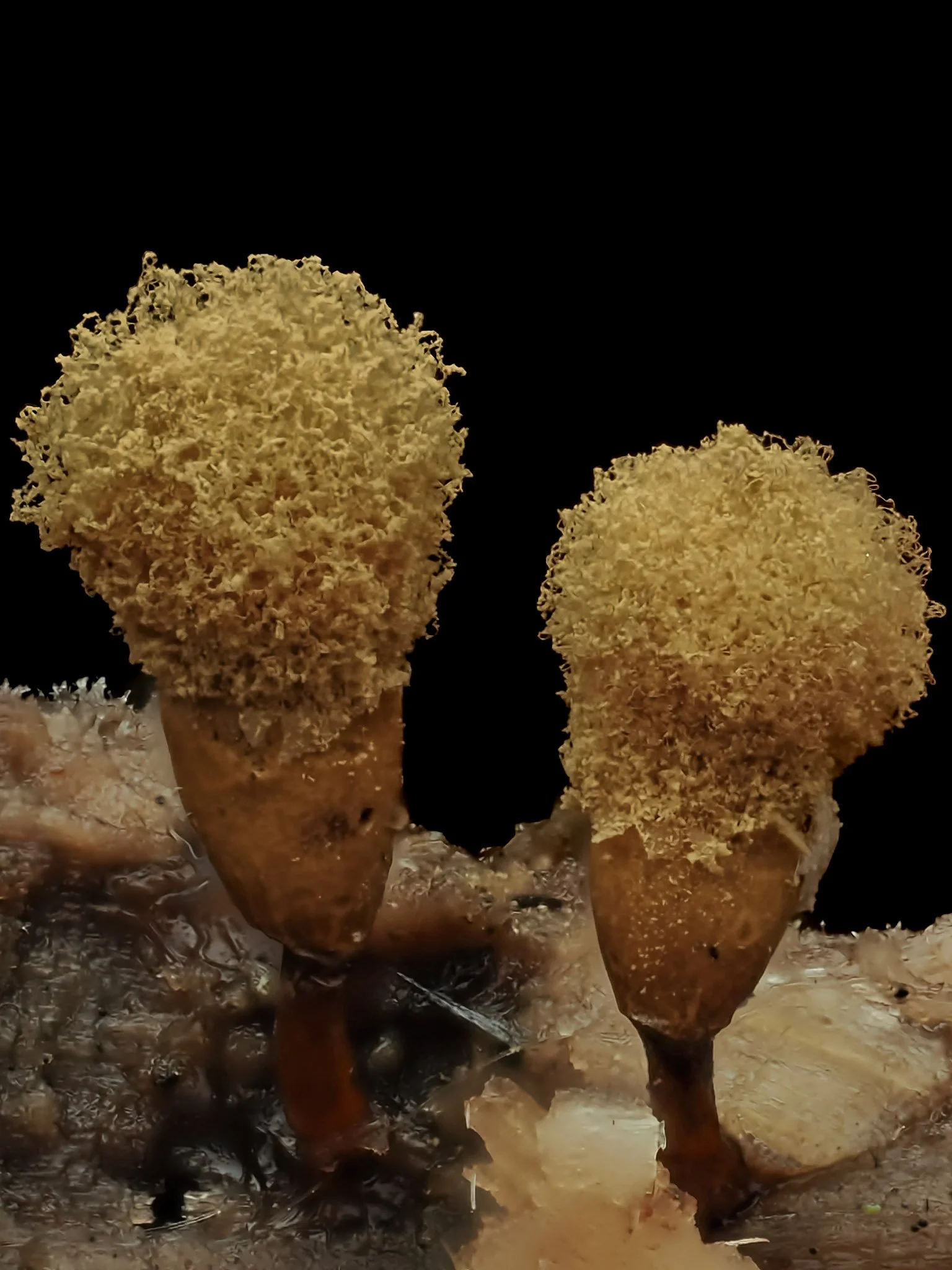 Close-up of two yellow slime molds growing on a decayed piece of wood or plant stem, with black background.