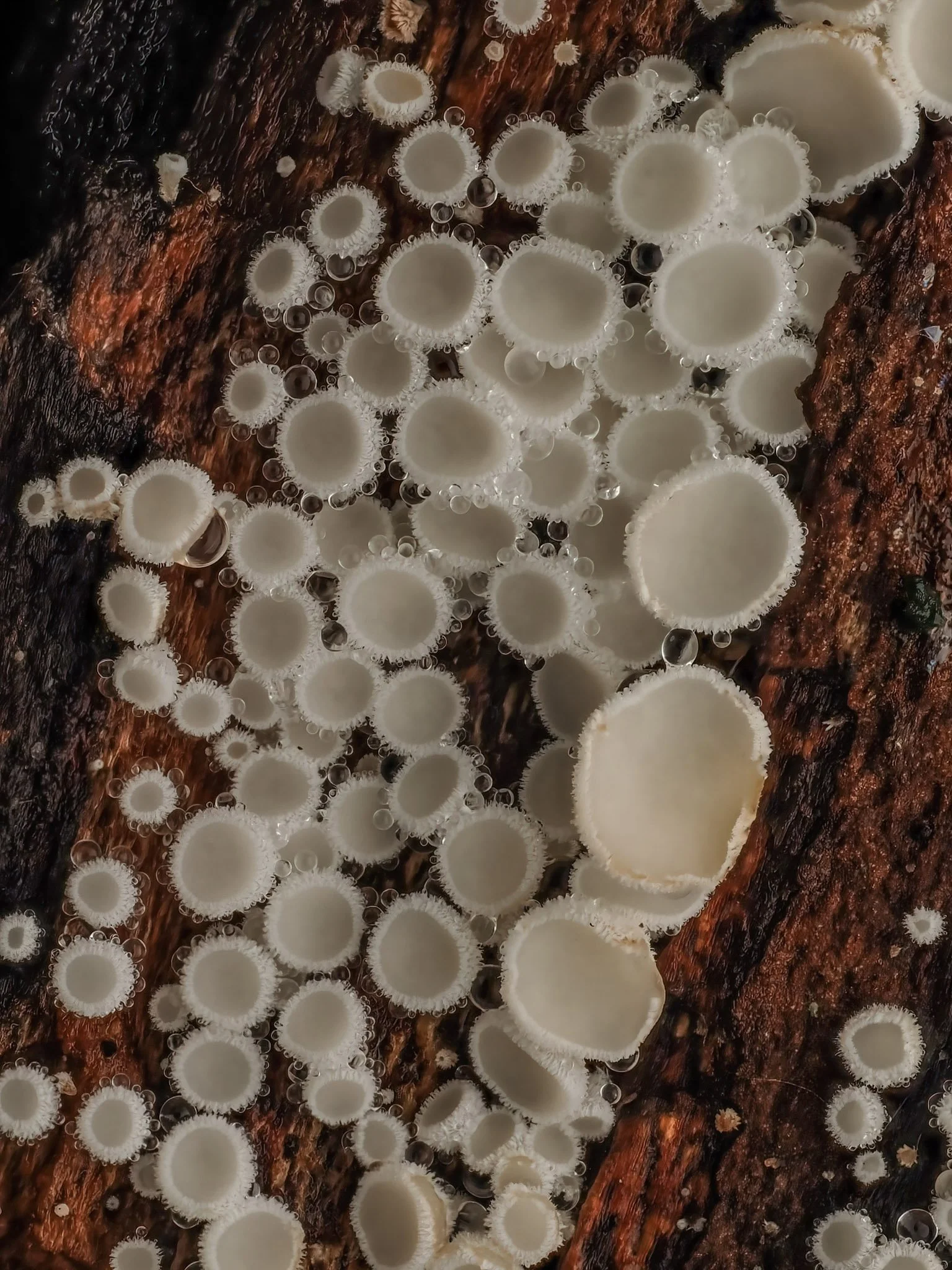 White mushrooms growing on a decayed tree log.