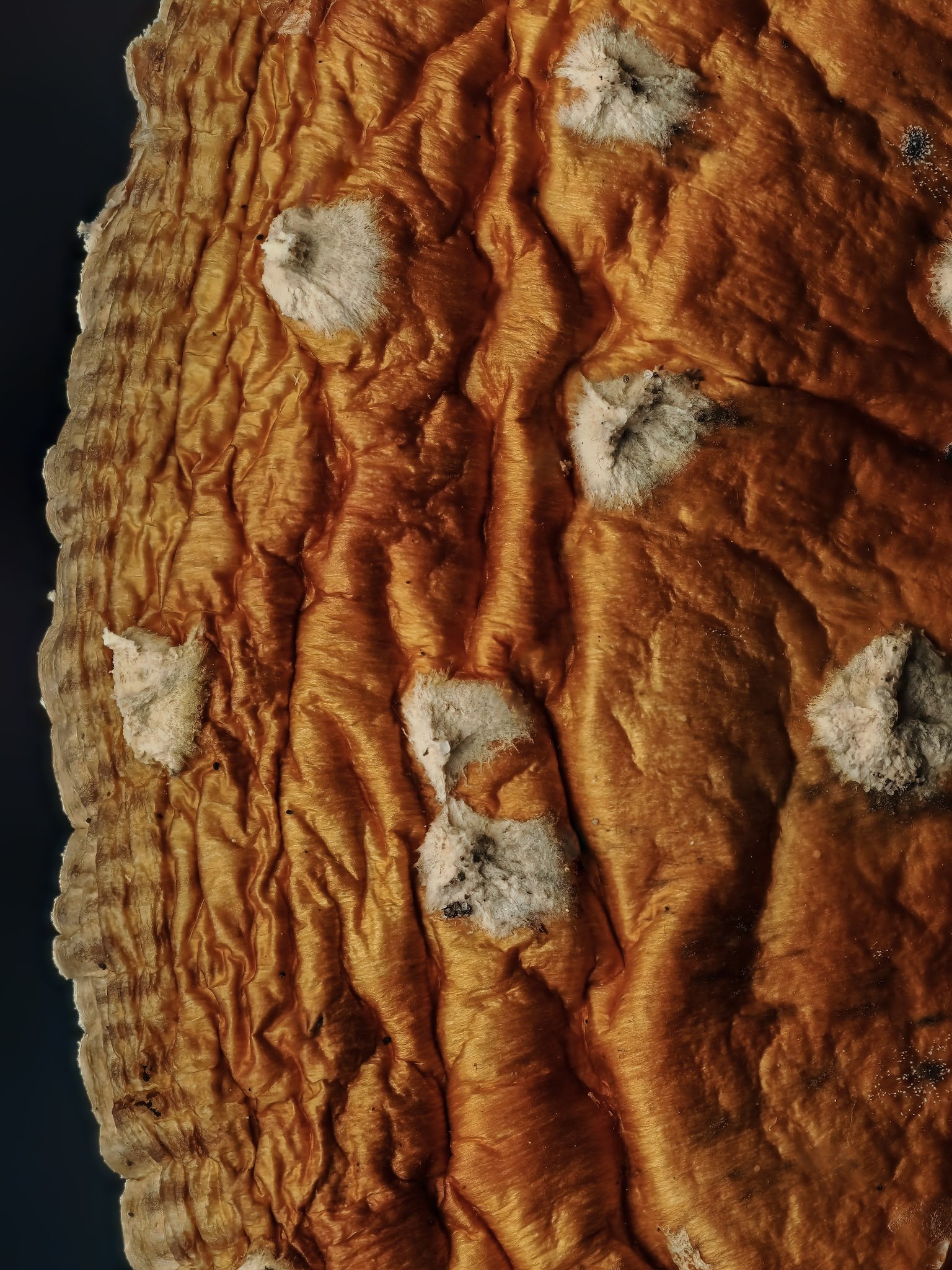 Close-up of a textured orange-brown surface with patches of white, fungi, featuring wrinkled and layered patterns.